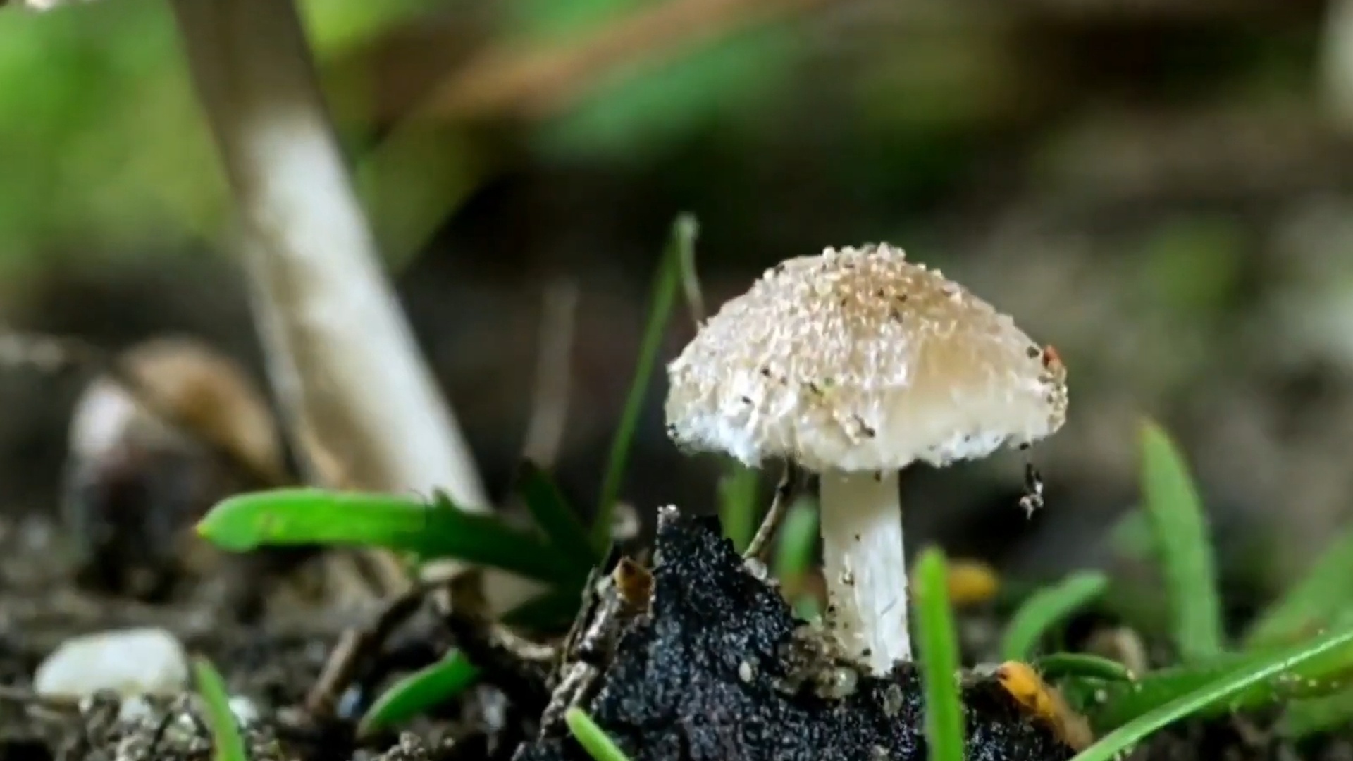 Planeta Selvagem : Portugal Selvagem - Das Planícies às Montanhas