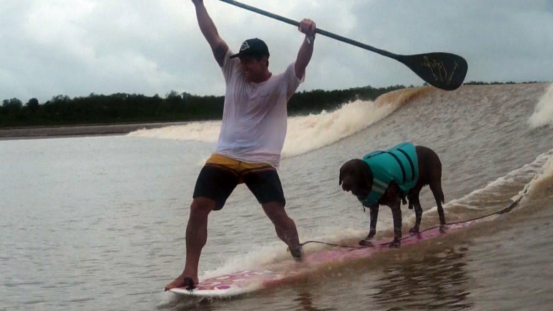 Bono, o Cão Surfista : Recorde na Pororoca