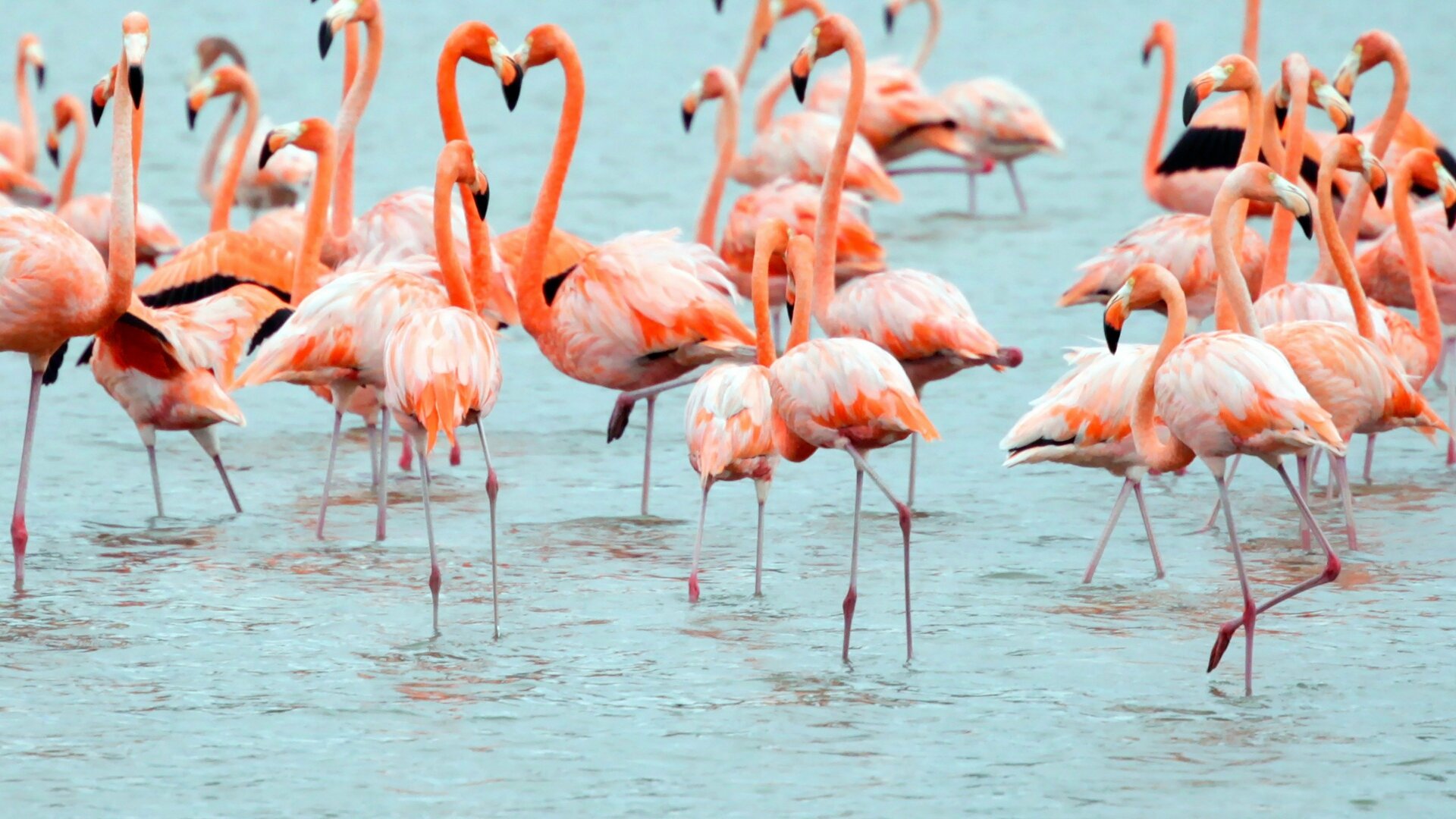 México Selvagem : As Florestas dos Maias