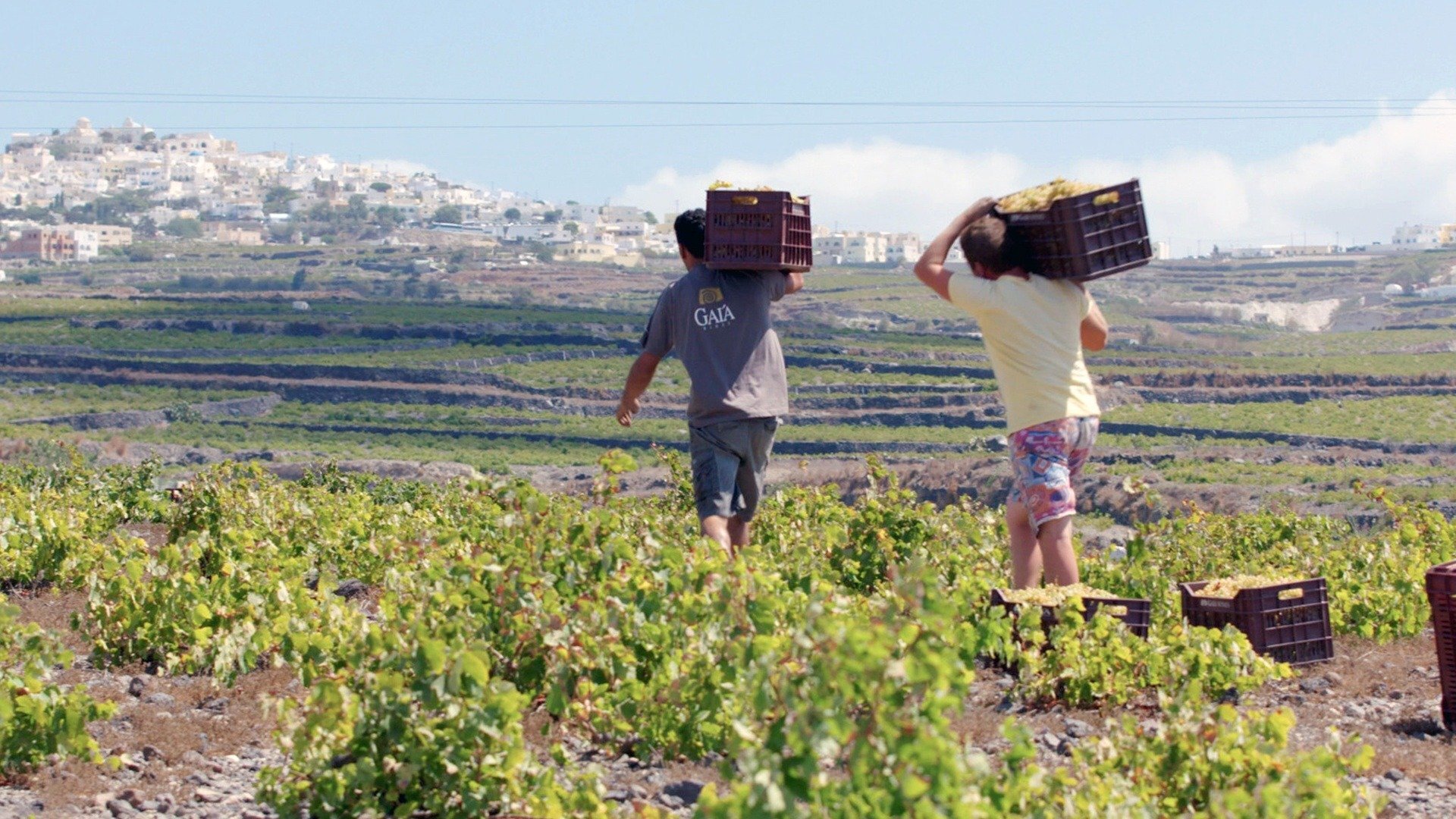 Vinícolas ao Redor do Mundo : Grécia - O Vinho de Santorini,...