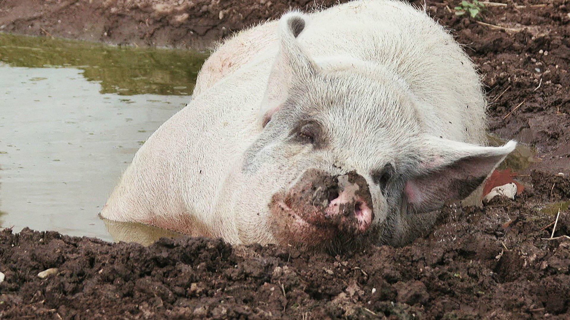 Santuário Animal : Clube de Rinha de Galos