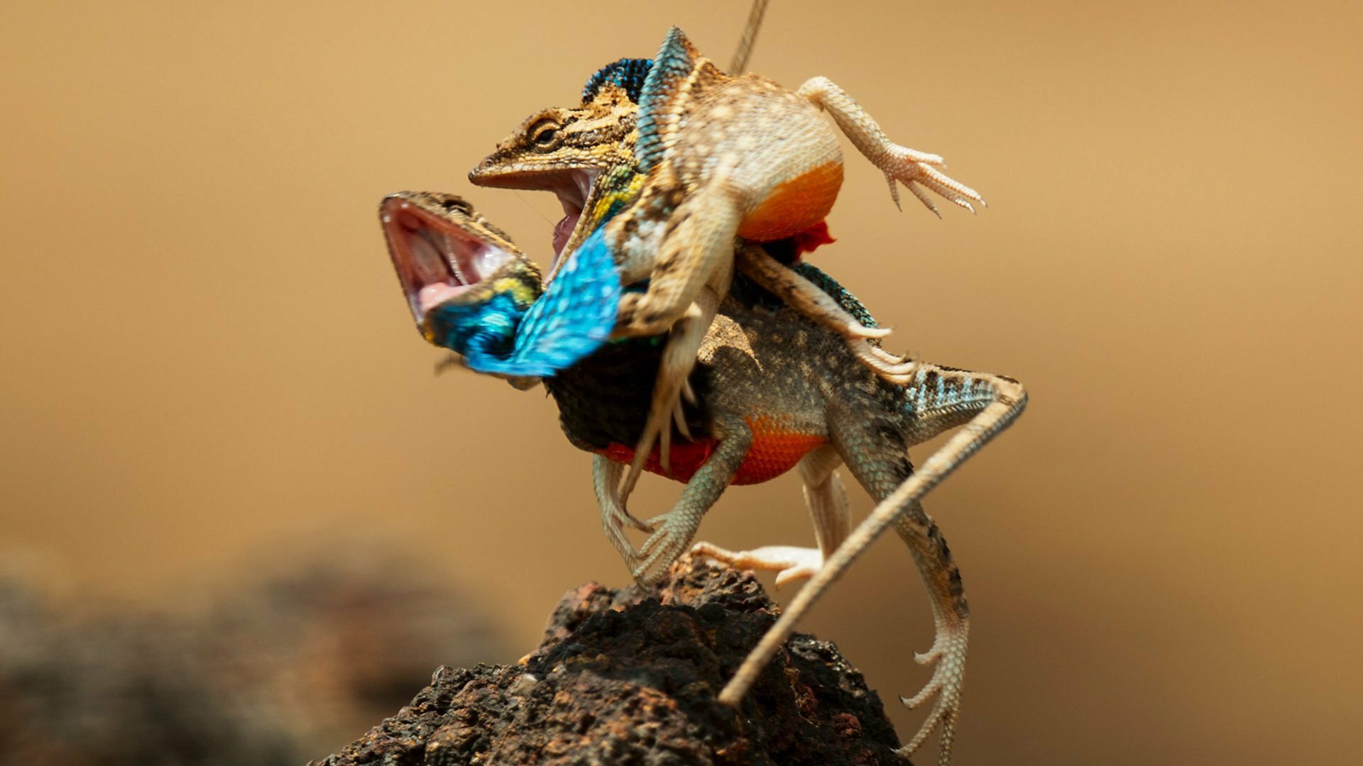 Sete Mundos, um Planeta : Ásia