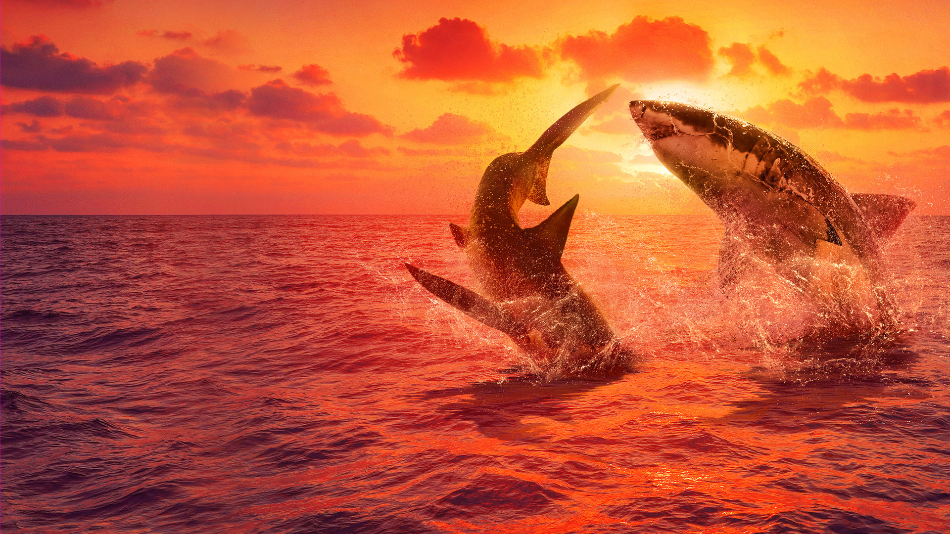 Clube da Luta dos Tubarões Brancos