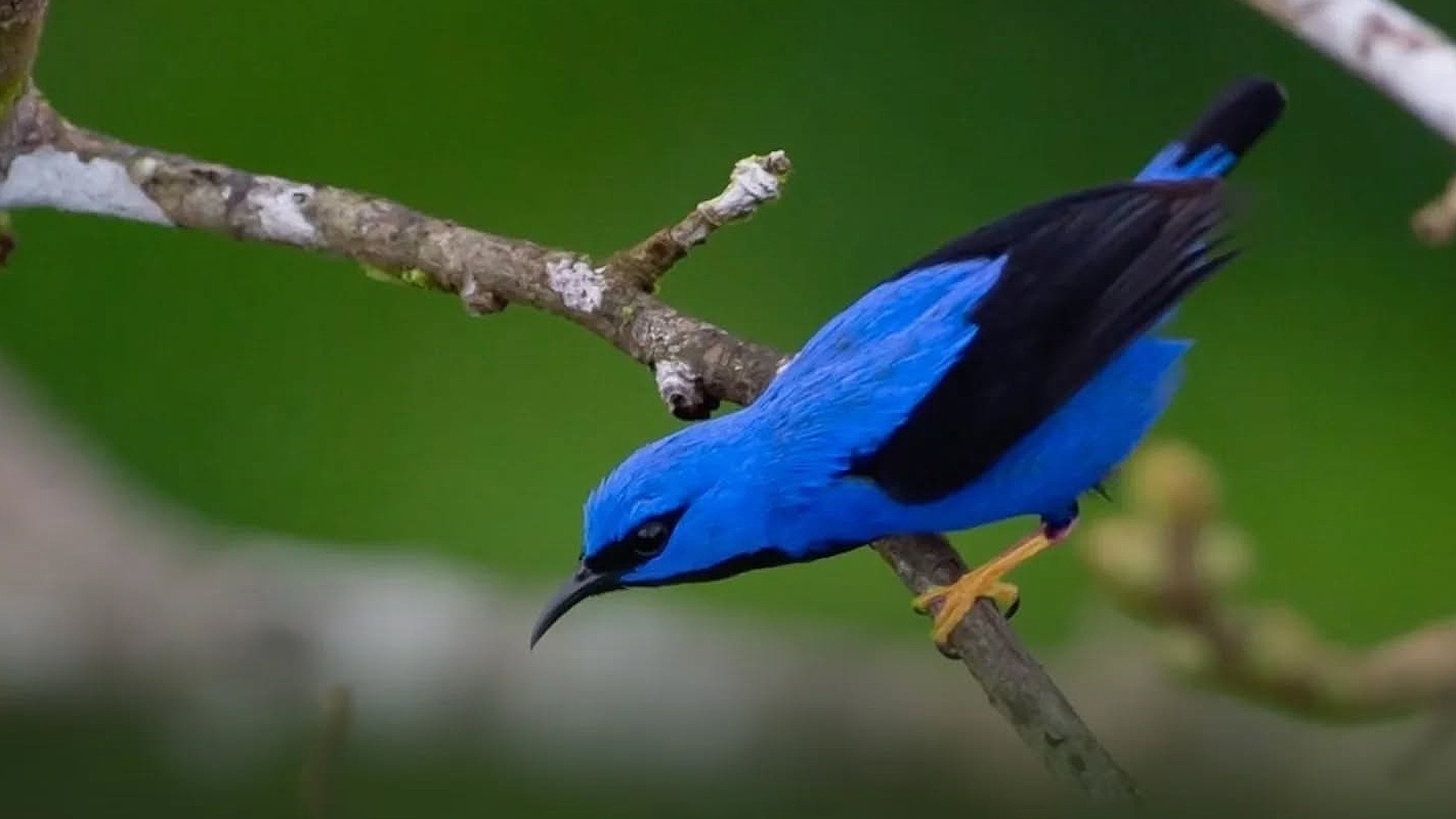 Viagem ao Cristalino