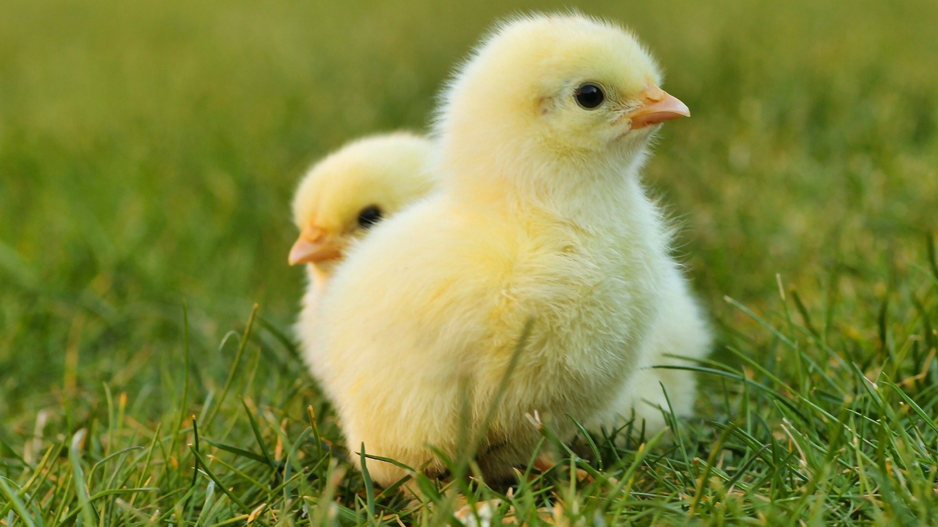 We Love Fluffy Animals