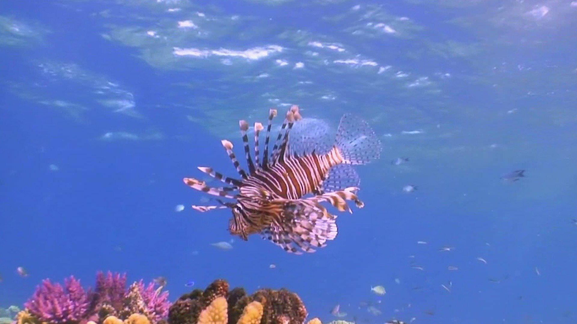 Vida no Azul : Conservação