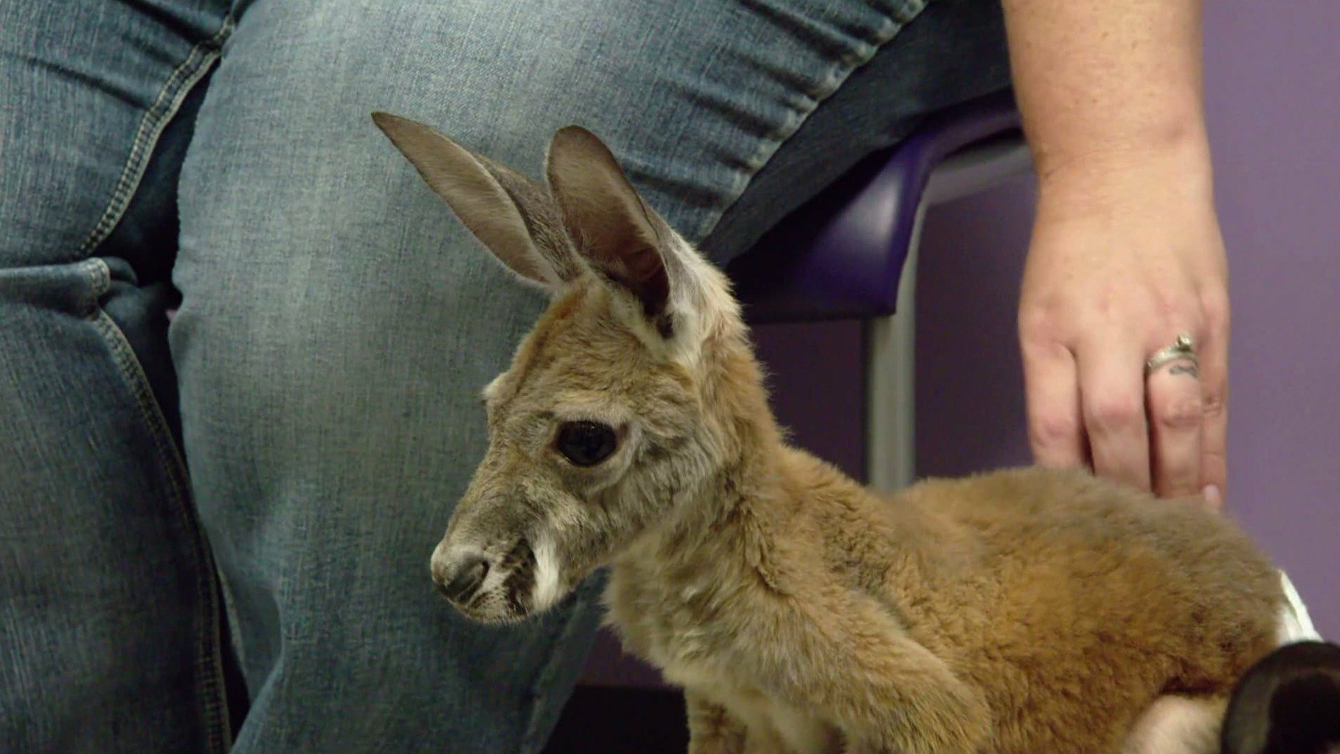 Veterinários do Texas : Respeite os Animais