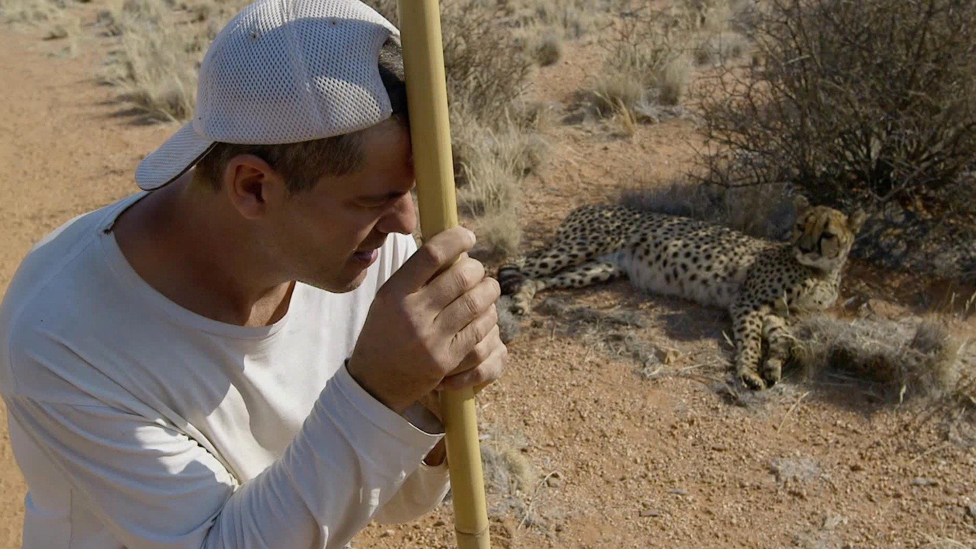 Perdido na África : Cara a Cara com uma Chita