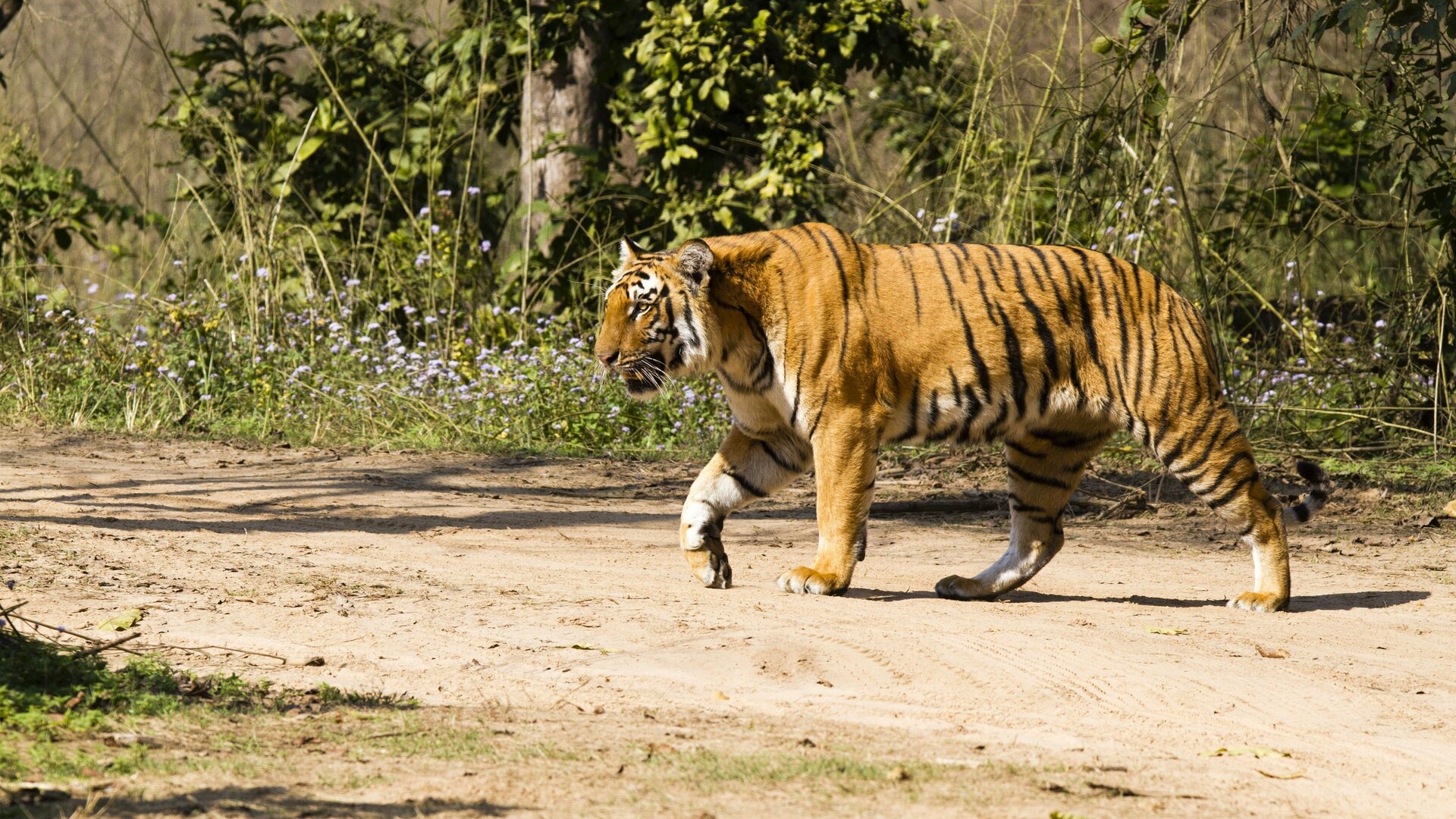 A Vida Selvagem na Índia