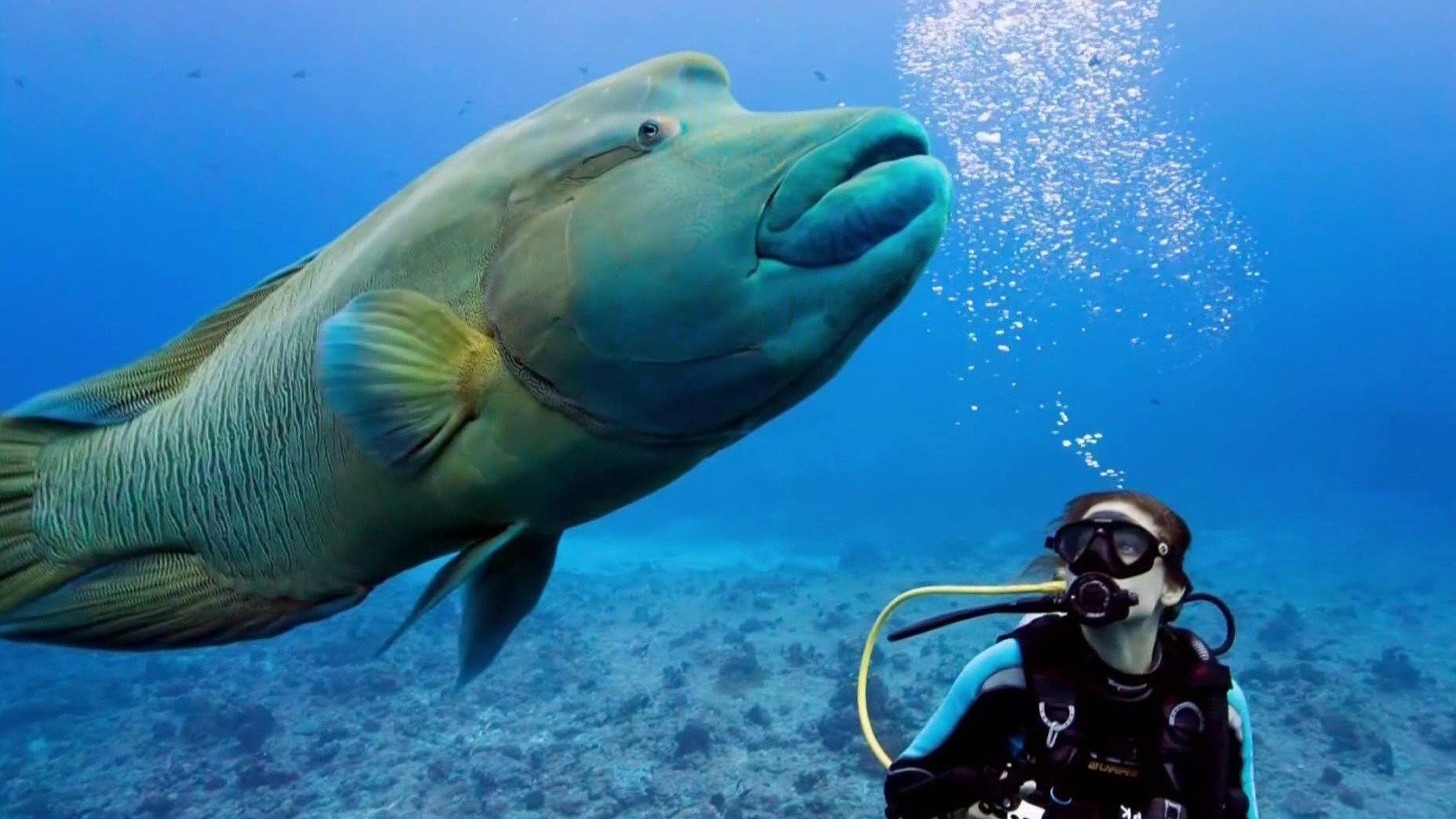 Vida no Azul : Transformando o Recife