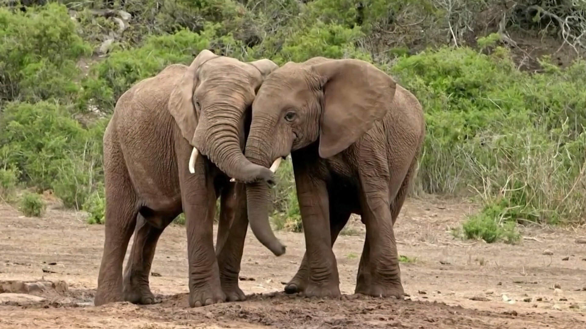 O Incrível Mundo Animal : A Tromba dos Elefantes e Animais Antigos