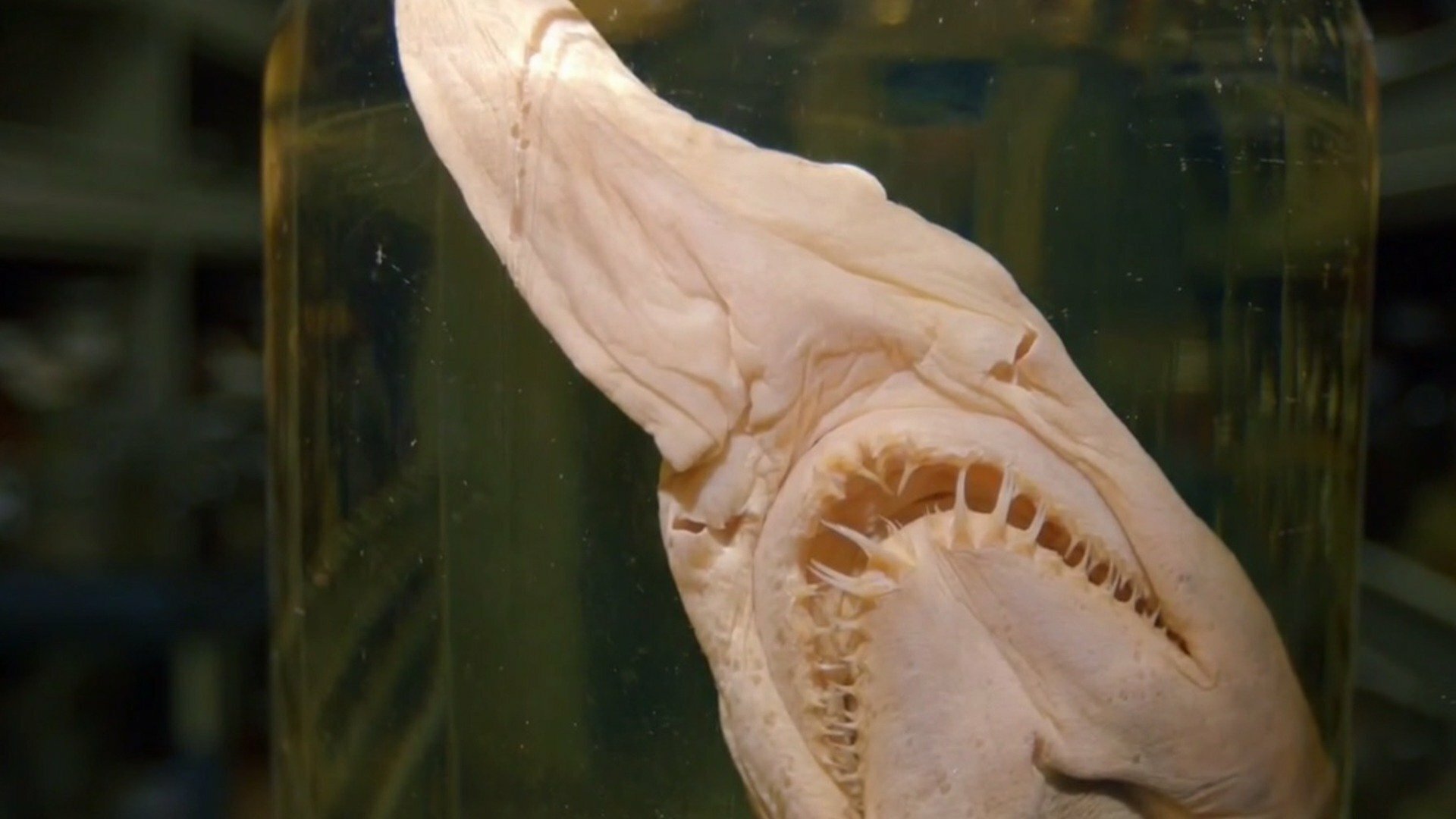 Mistérios no Museu : Dorothy Of Dakota, Crop Circles Of...