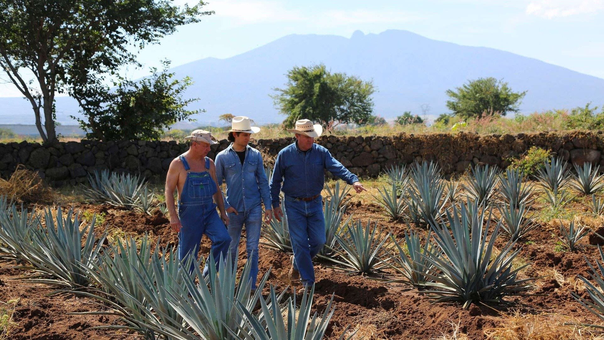 Destiladores : Bebida do México