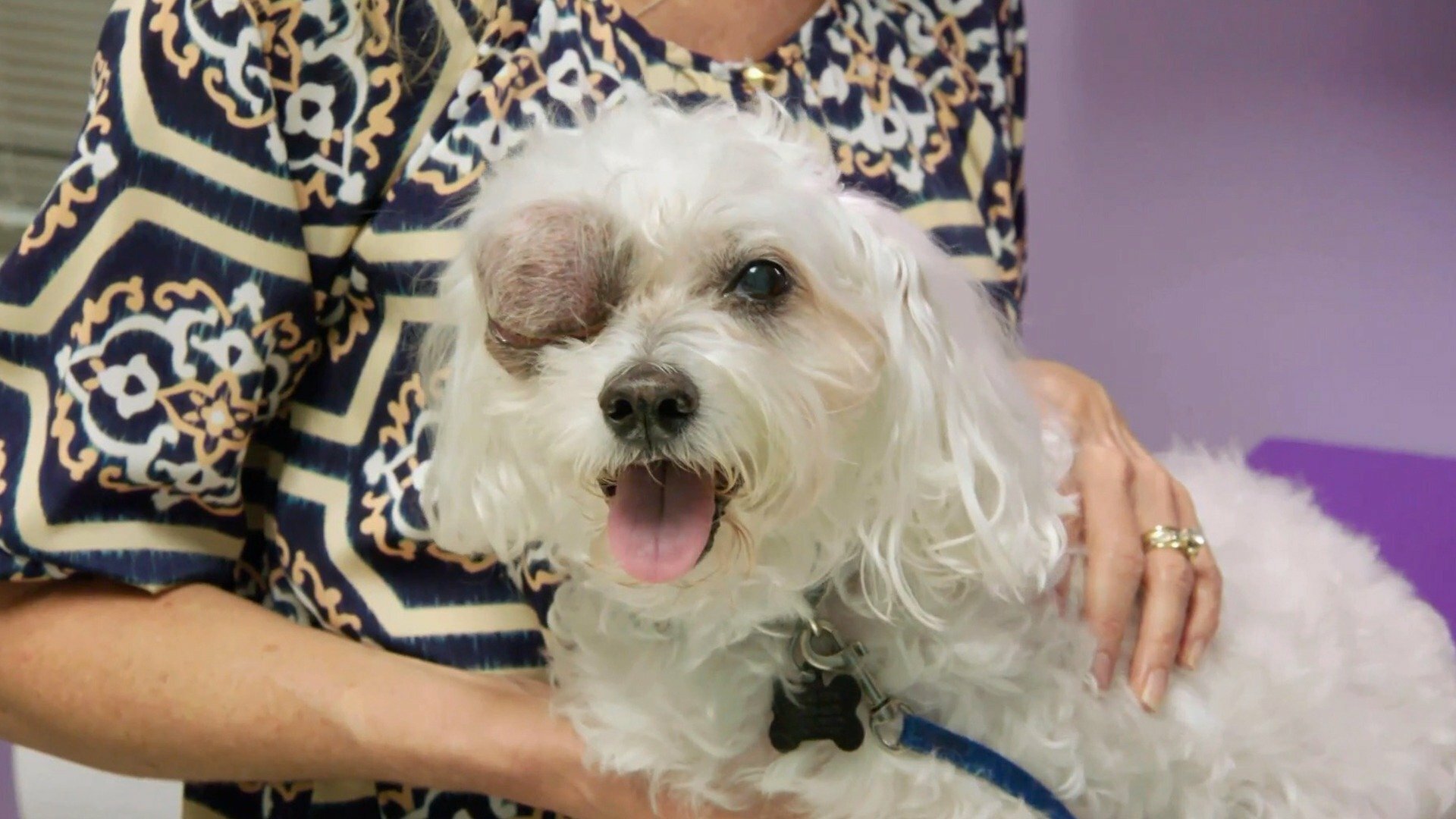 Veterinários do Texas : Renovação em Las Vegas