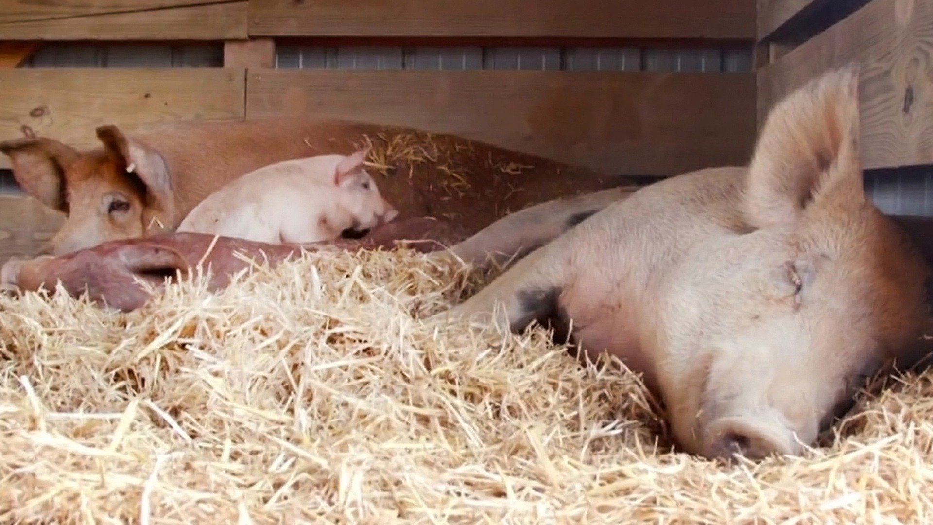 Santuário Animal : Resgate na Carolina do Norte