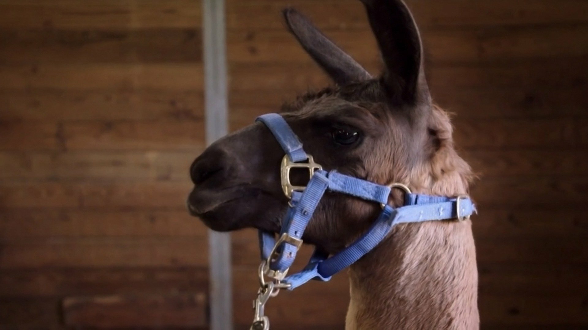 Veterinários do Texas : Drama de Lhama