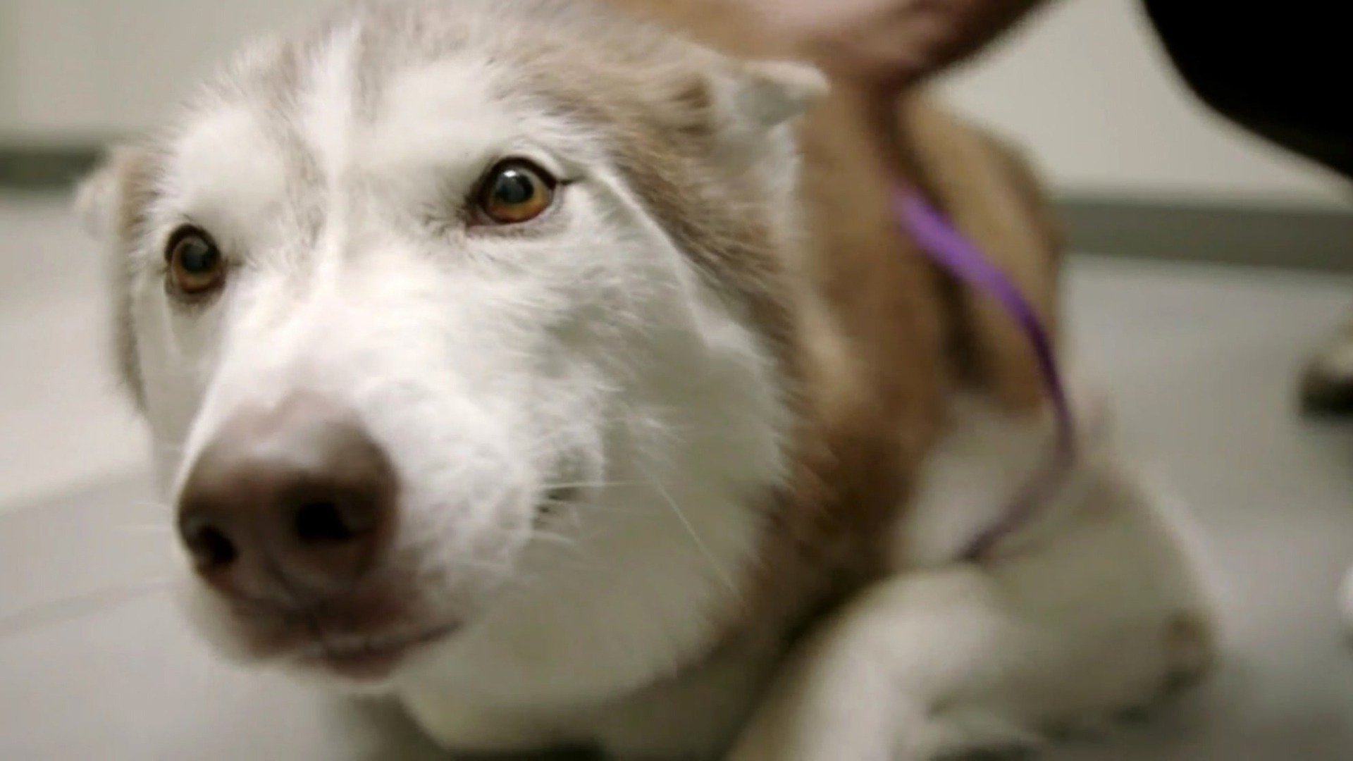 Veterinários do Texas : O Cão Comeu Meu Shorts
