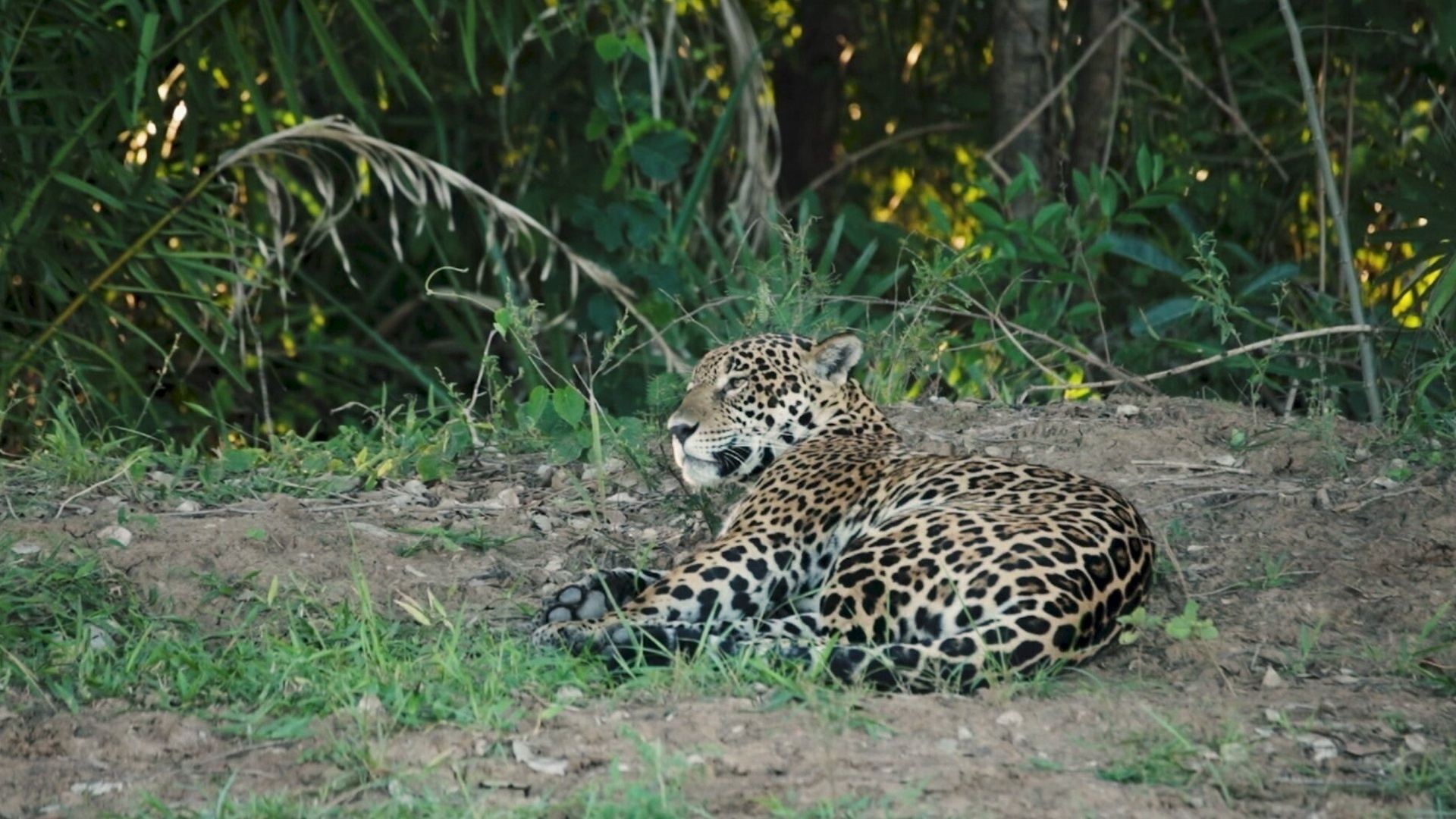 Paraísos Brasileiros : Pantanal