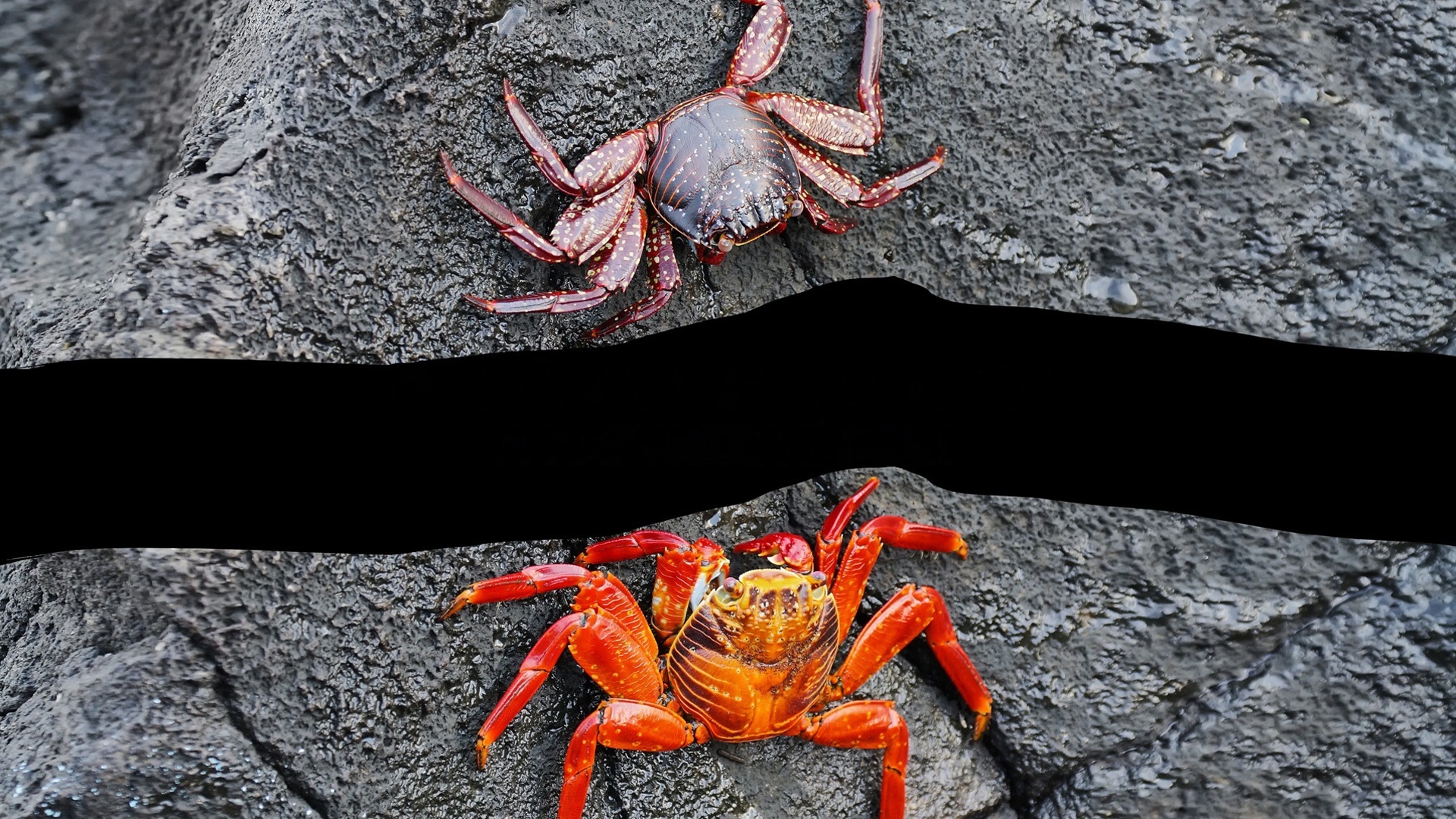 Galápagos e África, a Natureza Está Aqui