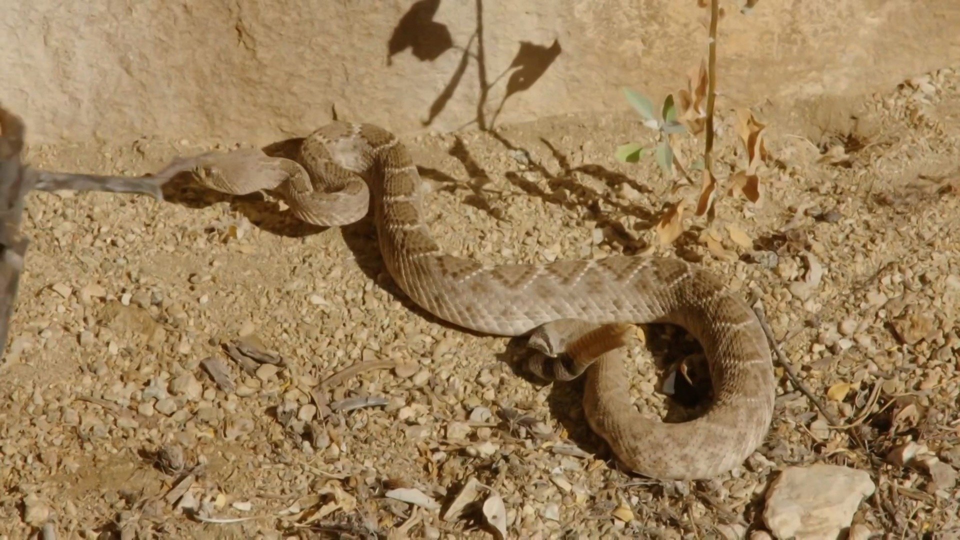 A Família Irwin - Mordidas Extras : Robert e as Cascavéis
