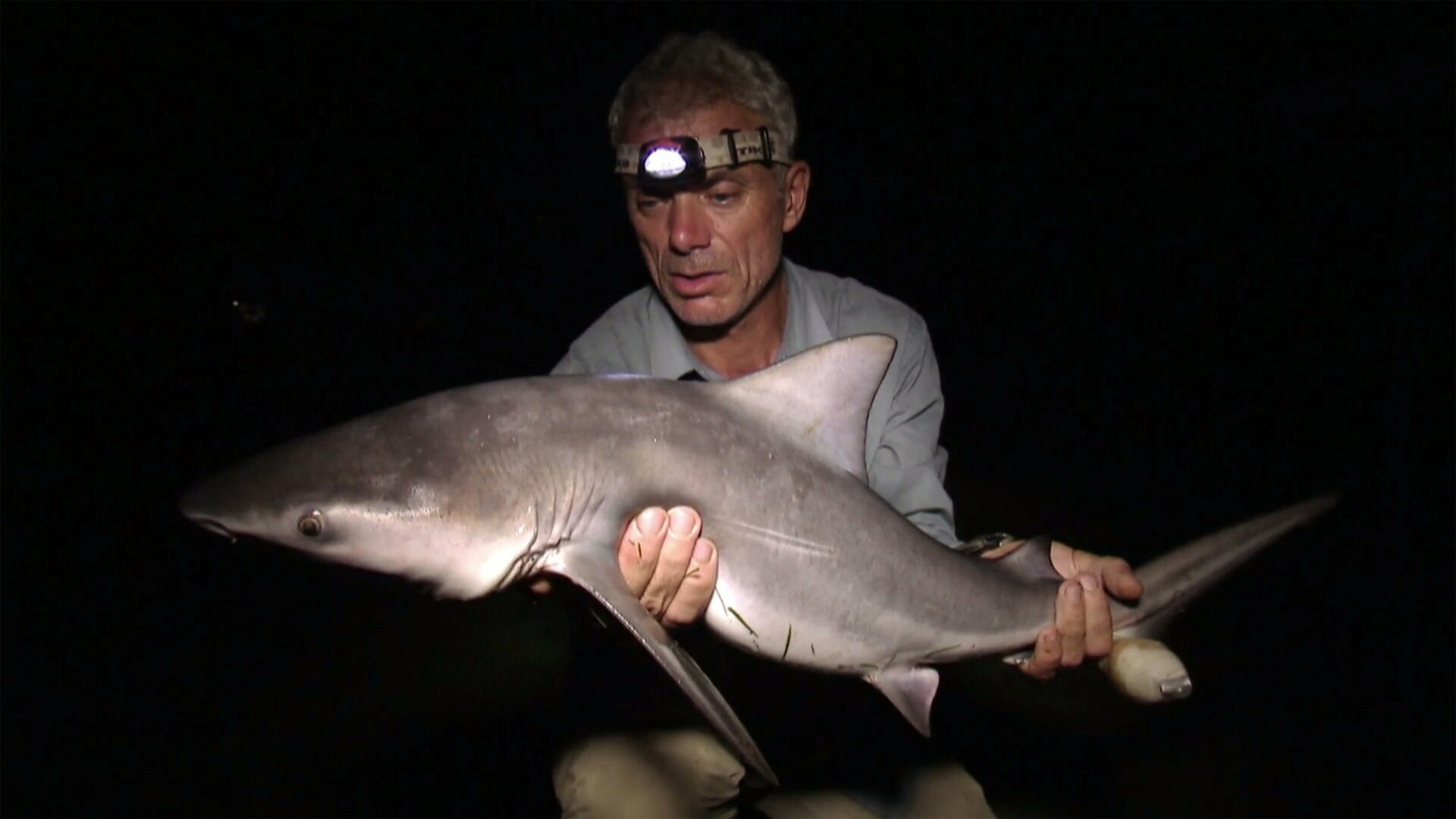 Monstros do Rio : Tubarão de Água Doce