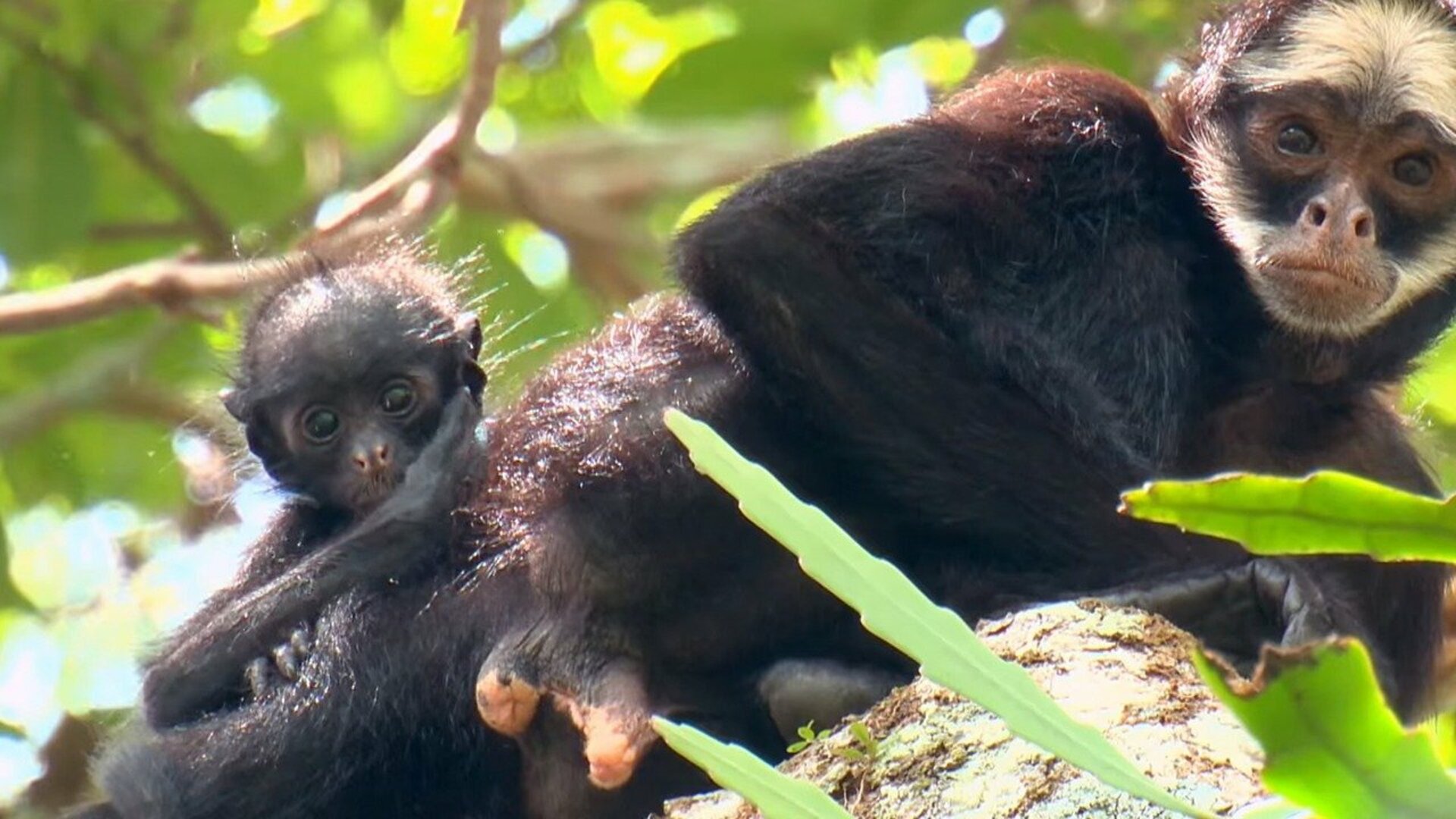Florestas Animais : América do Sul - Terra da Diversidade