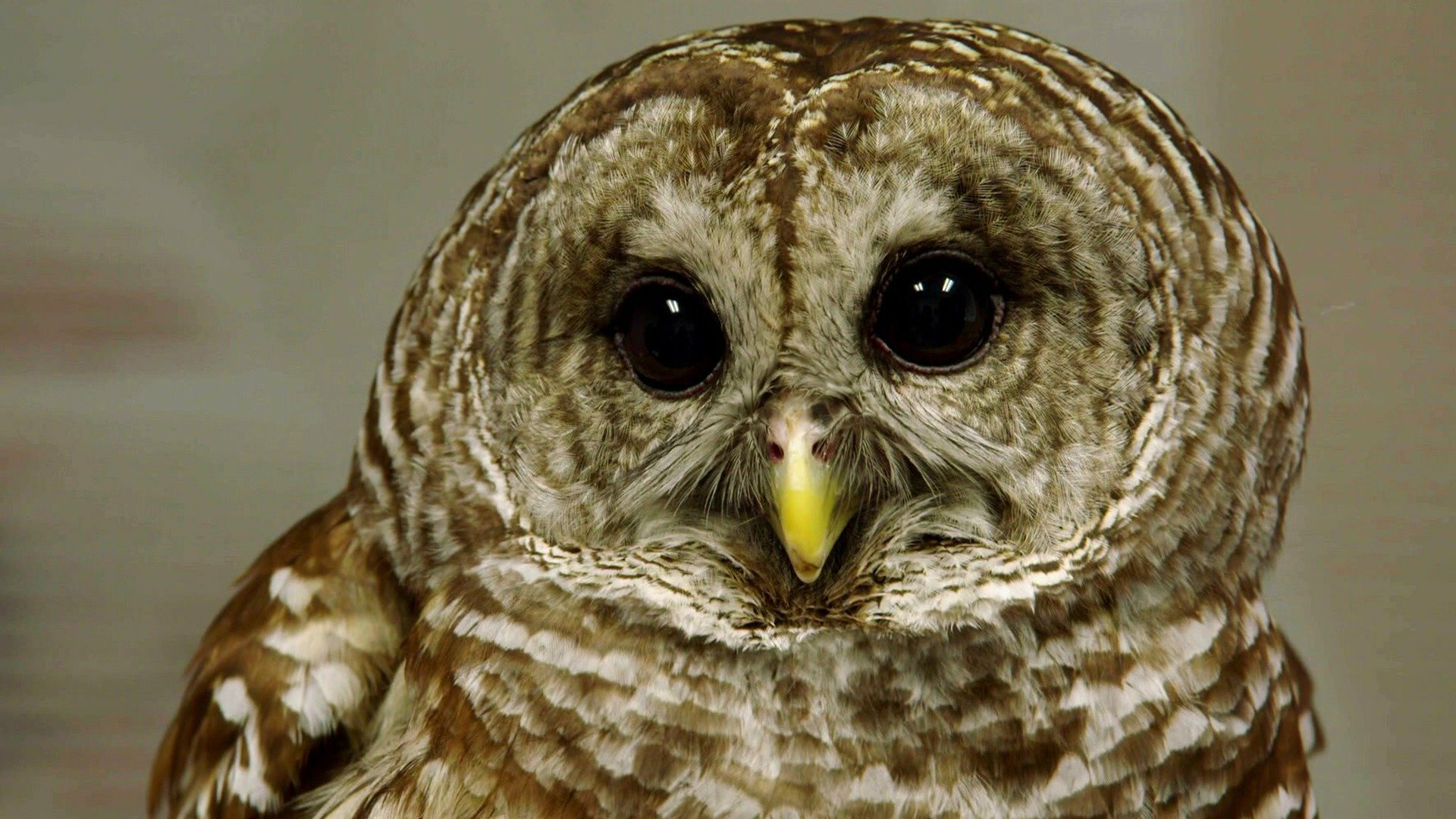 Veterinários do Texas : Voe, Thang, Voe