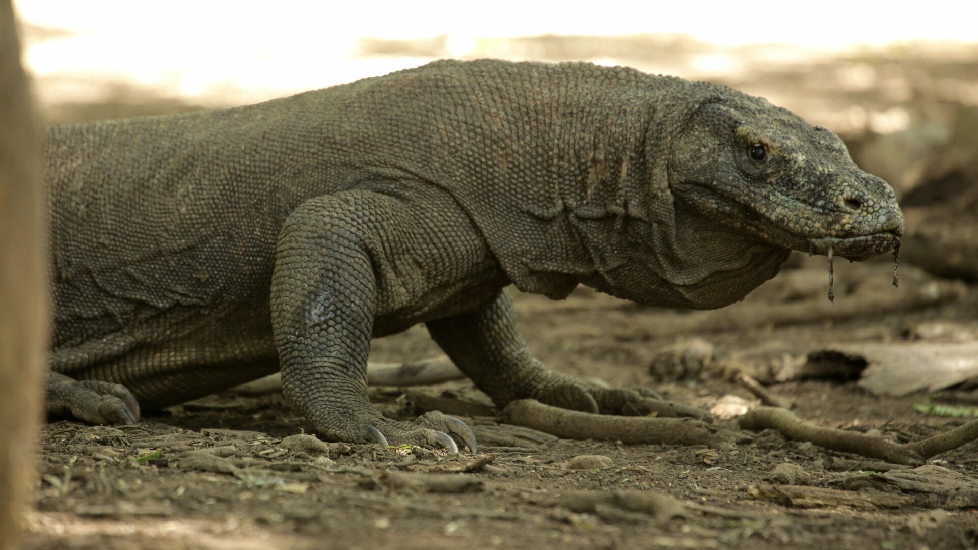 Dragões de Komodo - Sobrevivendo ao Ataque