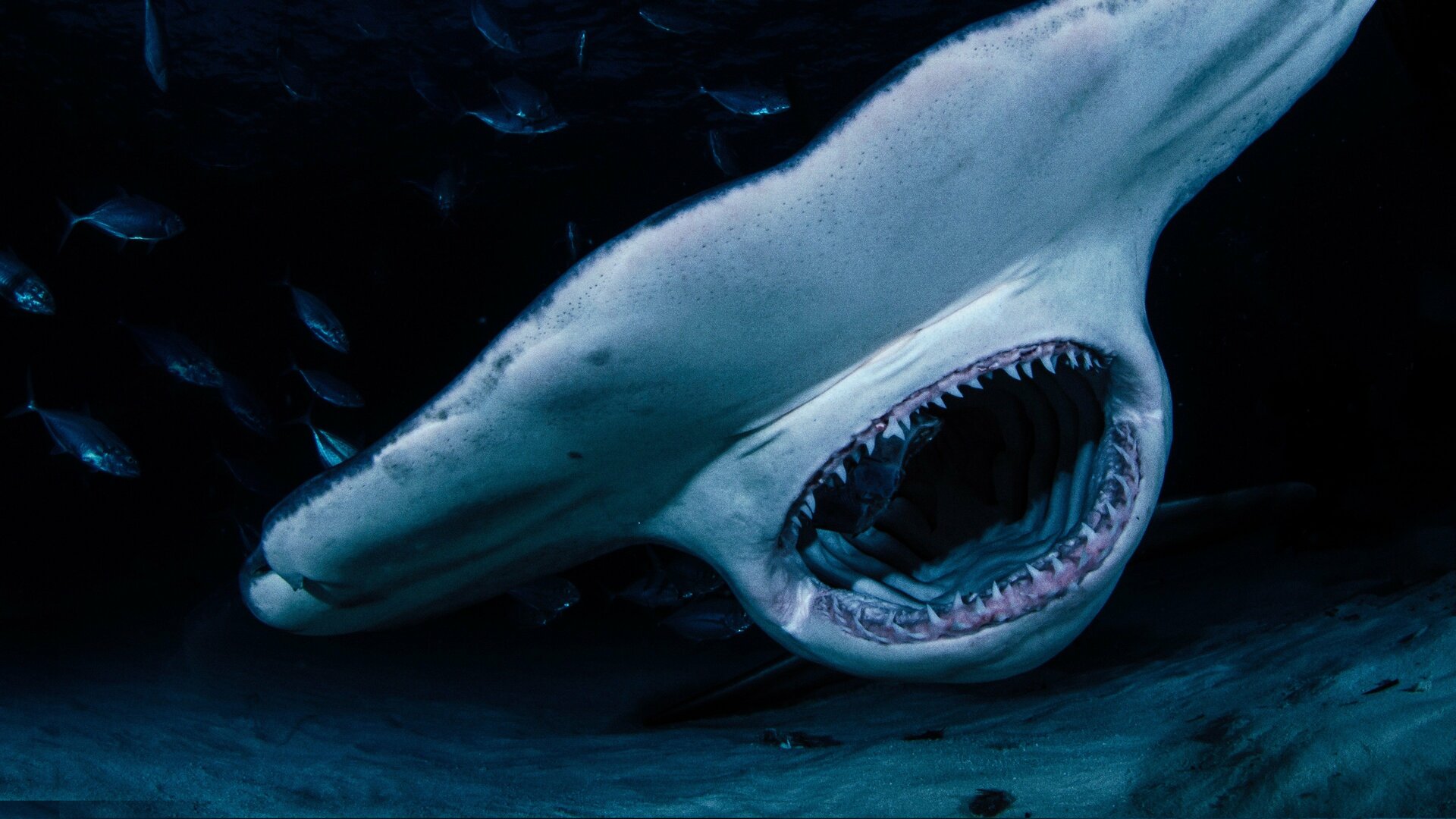 Monstro da Flórida