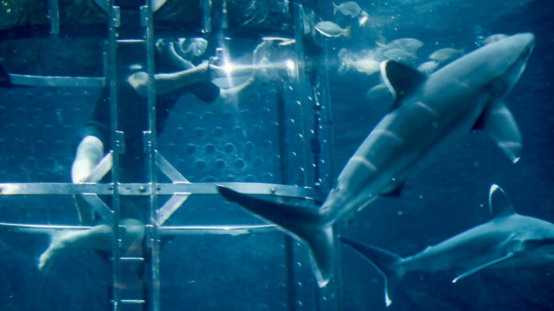 Jeremy Wade - Águas Misteriosas : Gigante Misterioso