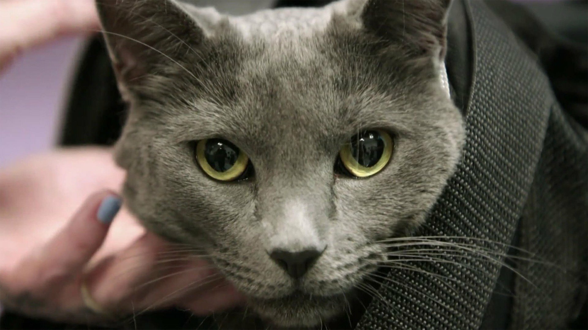 Veterinários do Texas : Robô Estressante