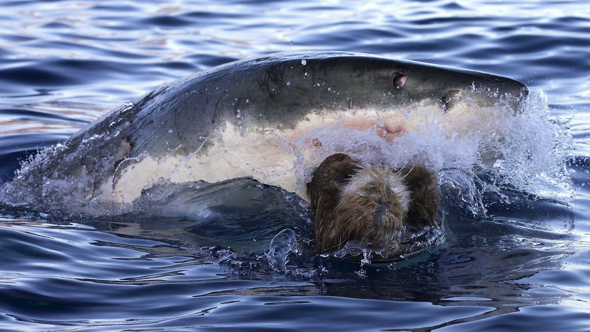 Tubarões Assassinos