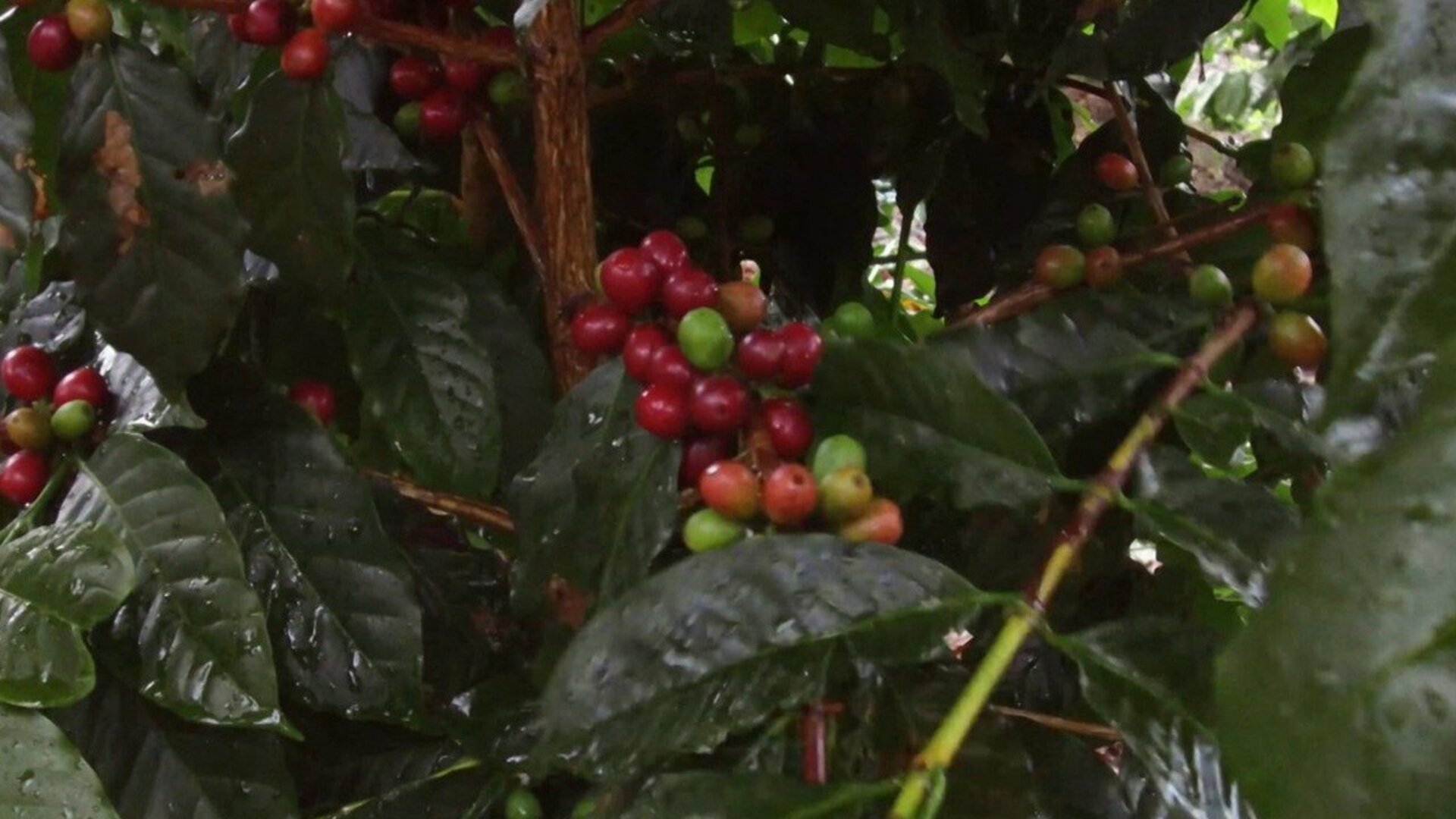 Tá na Hora do Café : Café e Saúde