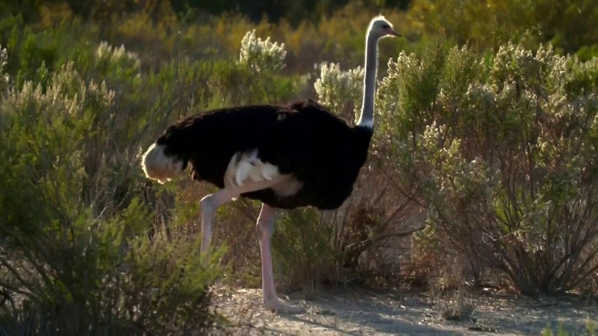 O Incrível Mundo Animal : Superpreguiças e Maratonas de Avestruzes