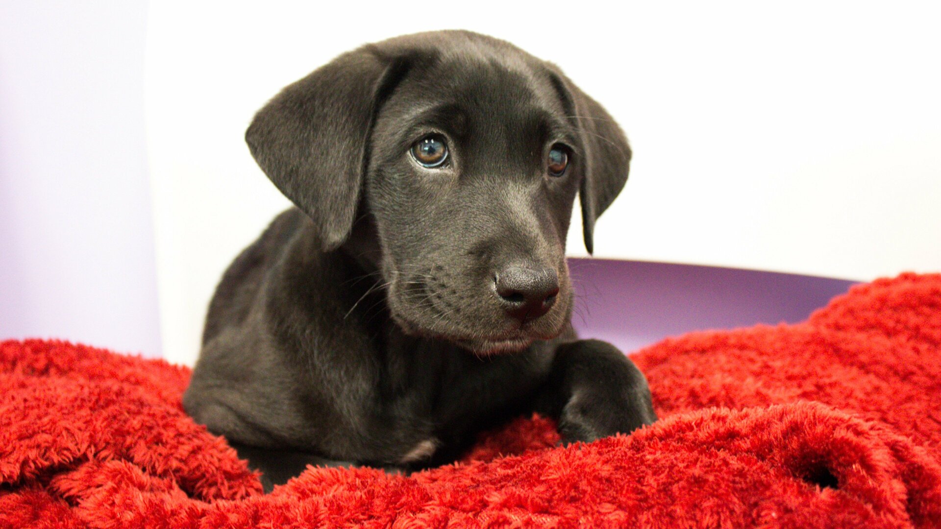 Veterinários do Texas : Reencontro em Tuskegee