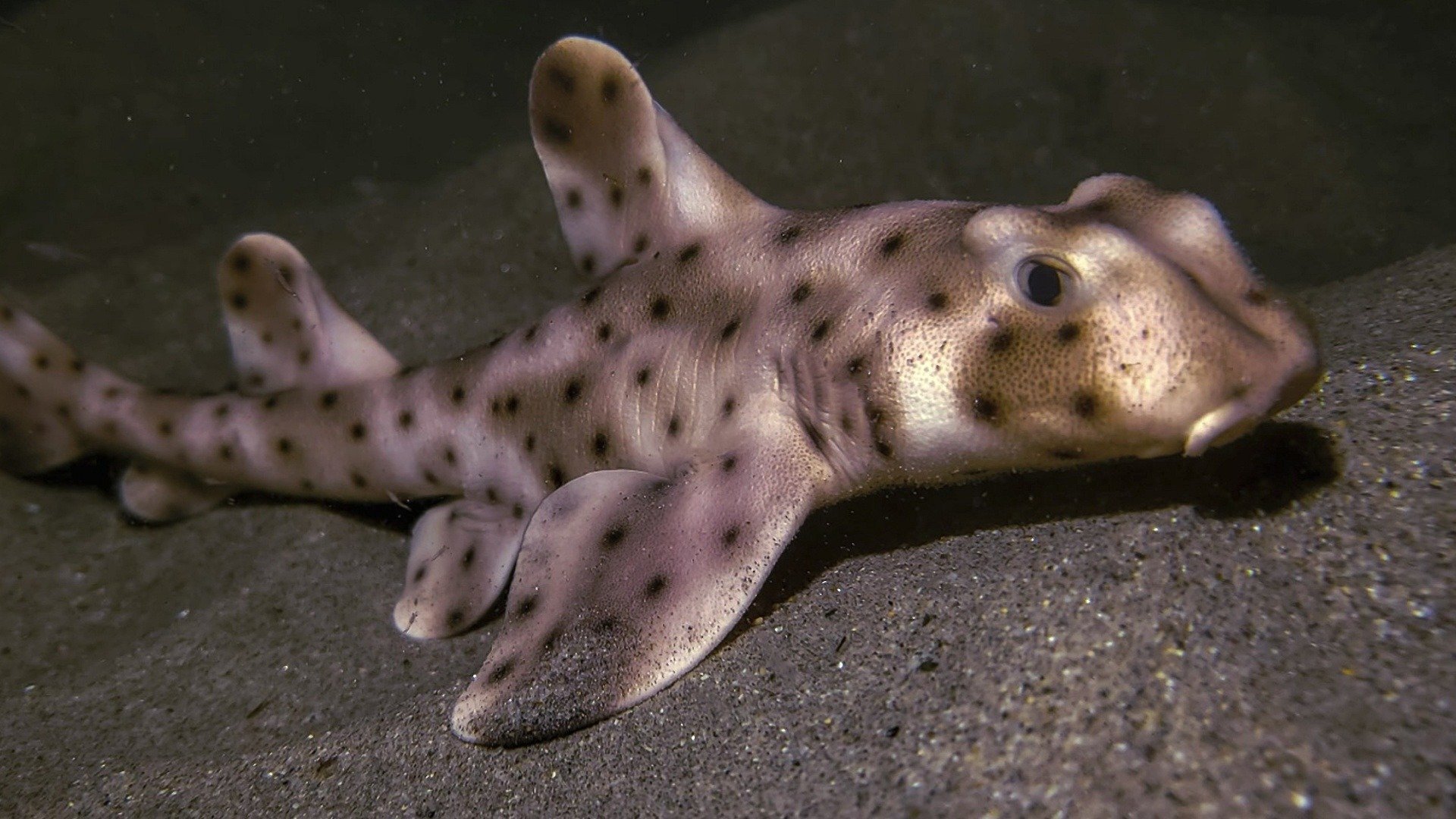 Crimes que Viralizaram : Corram