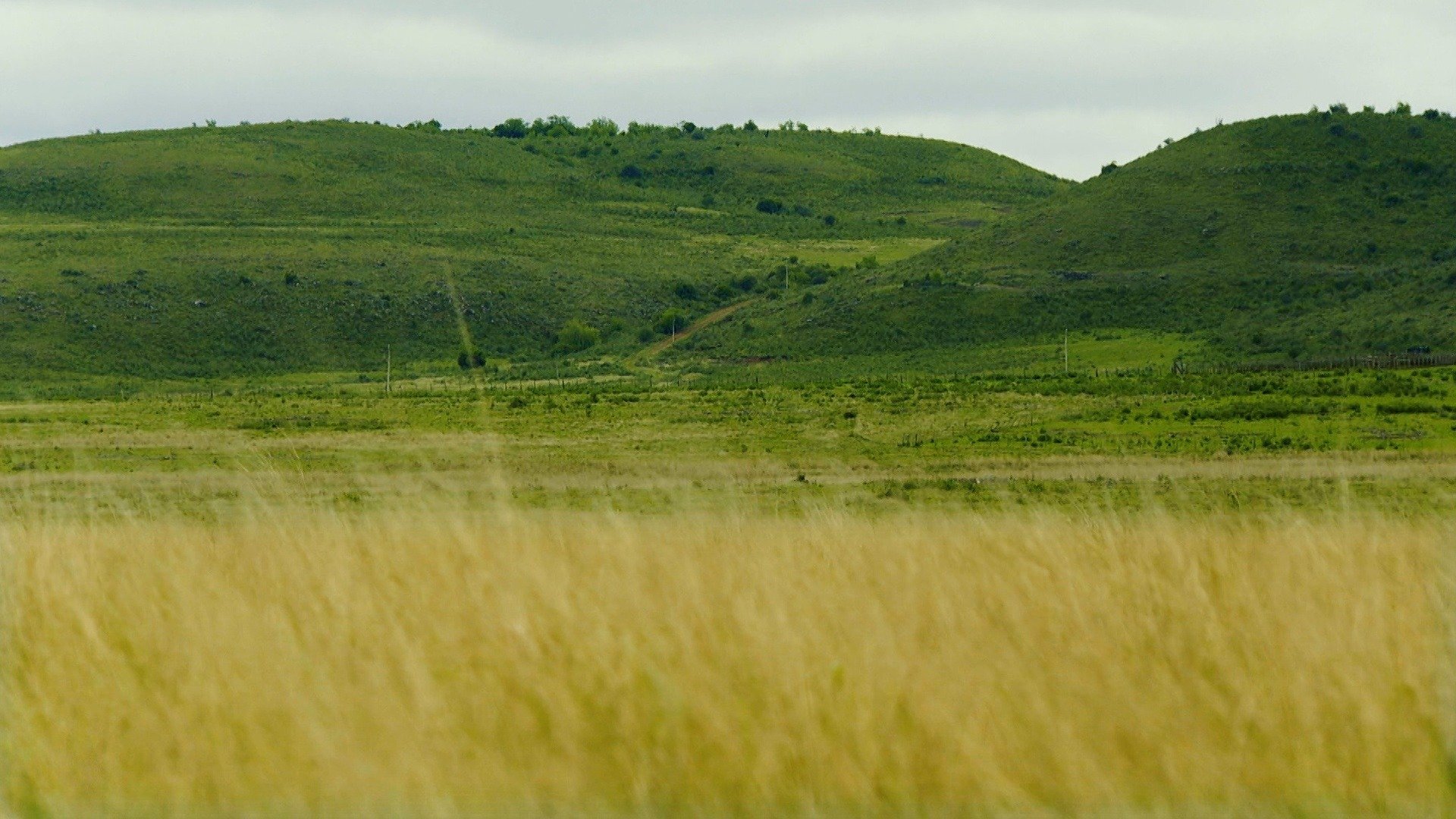 Nossos Biomas : Pampa