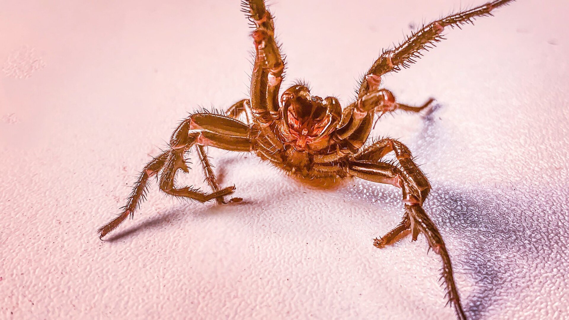 Encontro Selvagem com Coyote Peterson : Aracnofobia