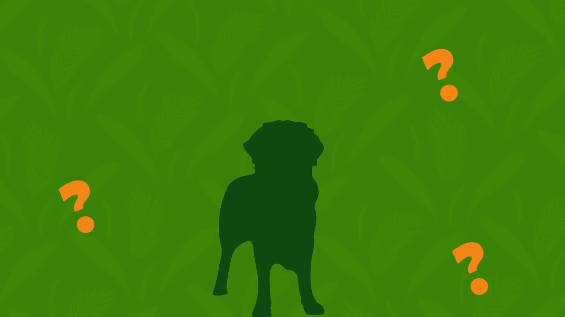 Que Animal É Esse? : T1 EP3 - Cachorro