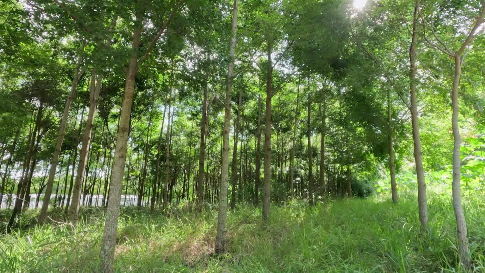 Brasil 2050 : Biodiversidade e Florestas