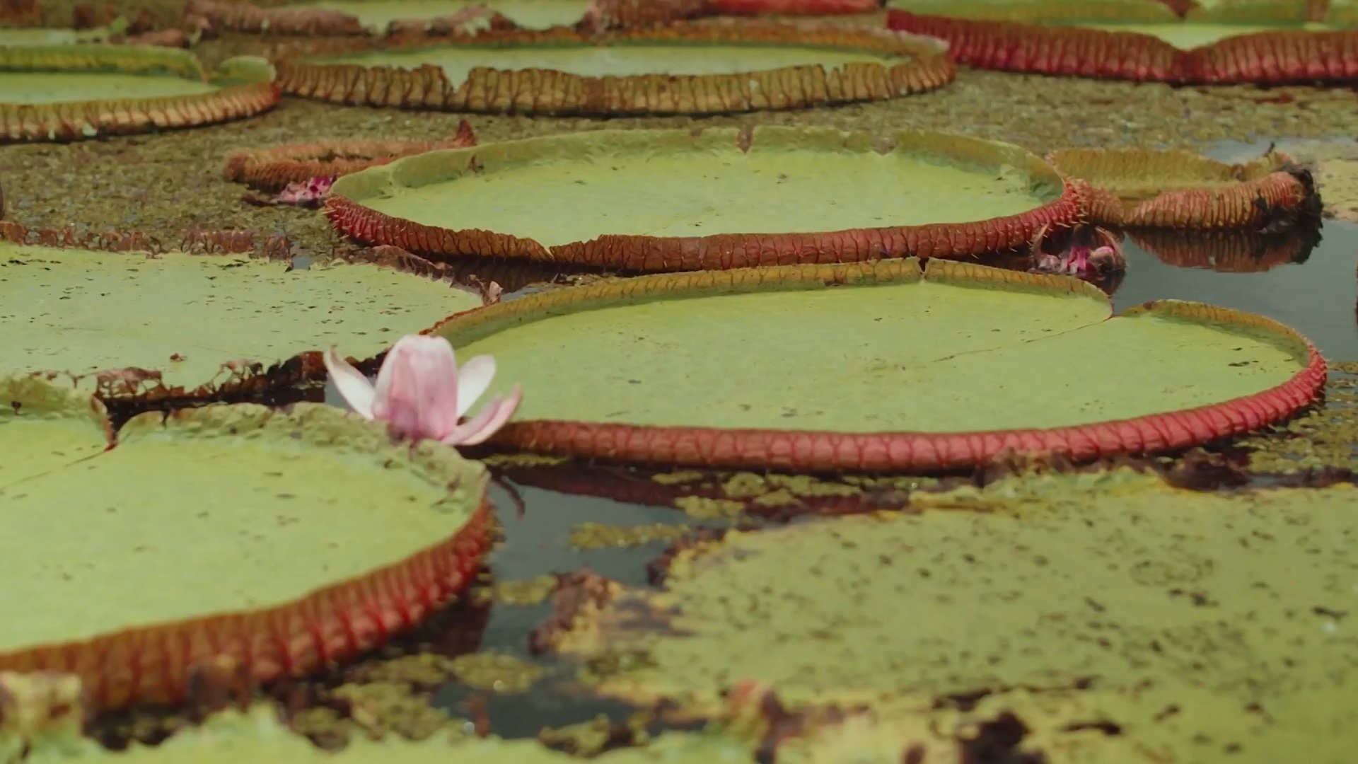 Sabores da Floresta : Vitória-Régia