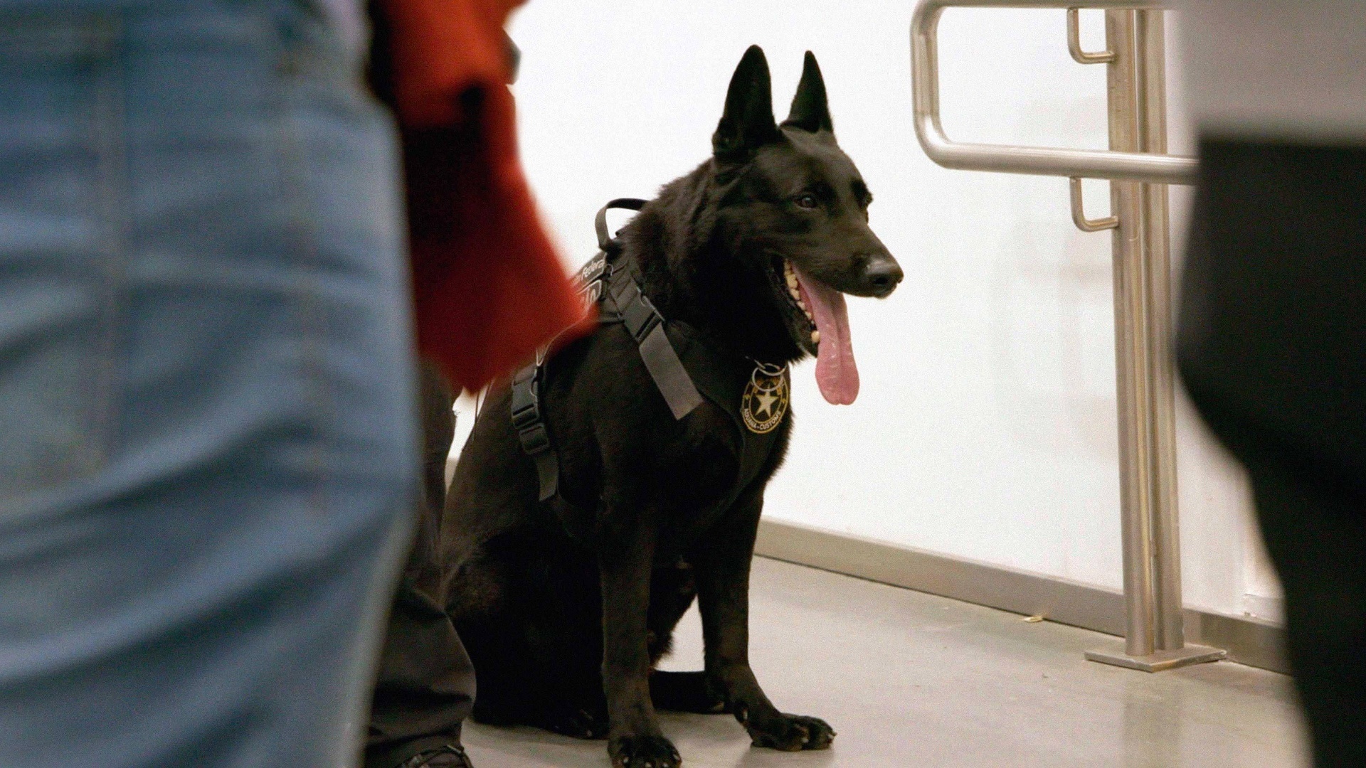 Aeroporto - Área Restrita : Instinto Canino