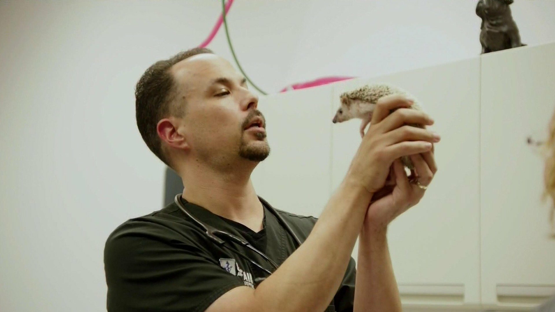 Veterinários do Texas : Uma Nova Esperança