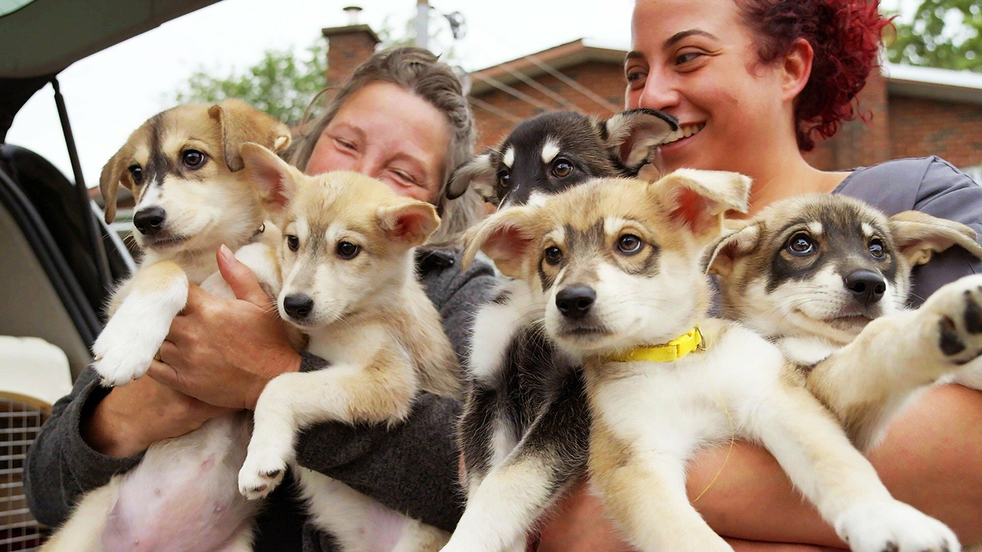Vie de vet : Ces chiens d'ailleurs