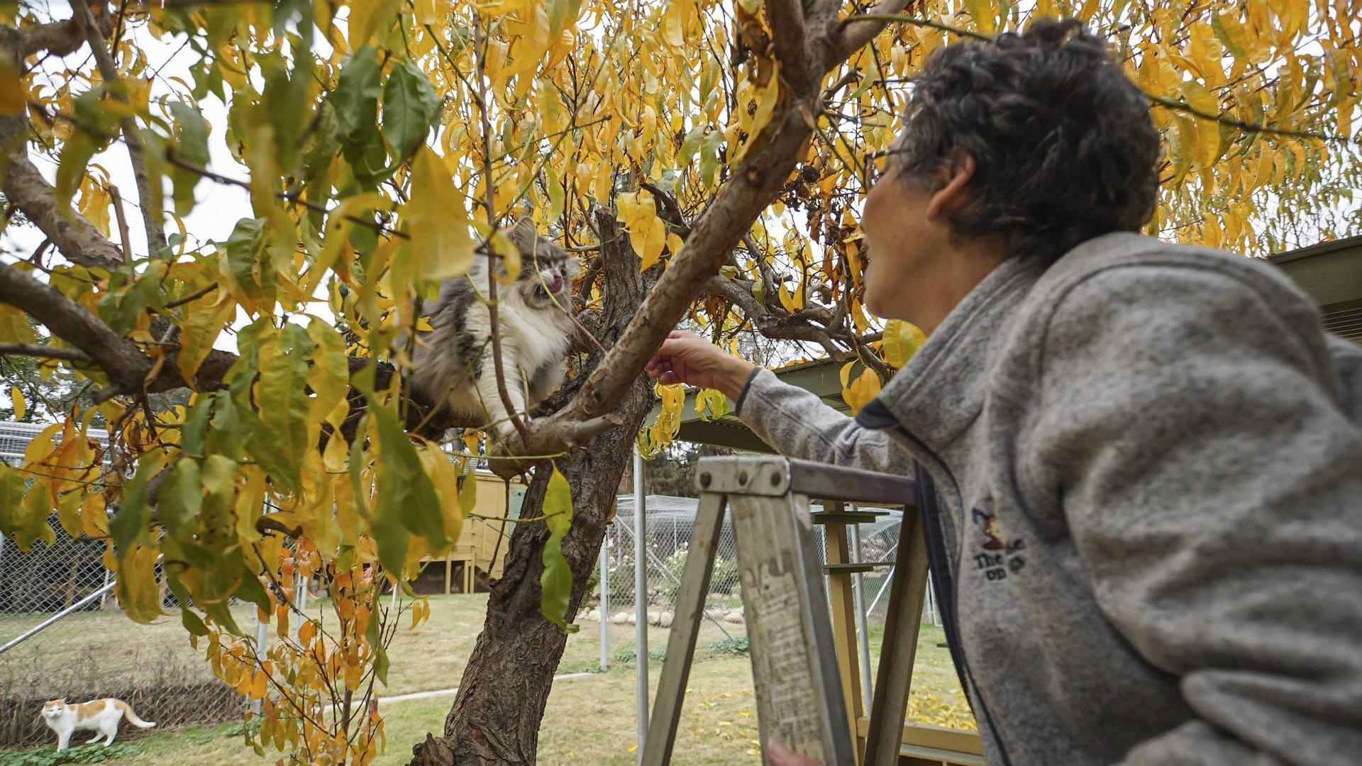 O Incrível Mundo Animal : Ovos Gigantes