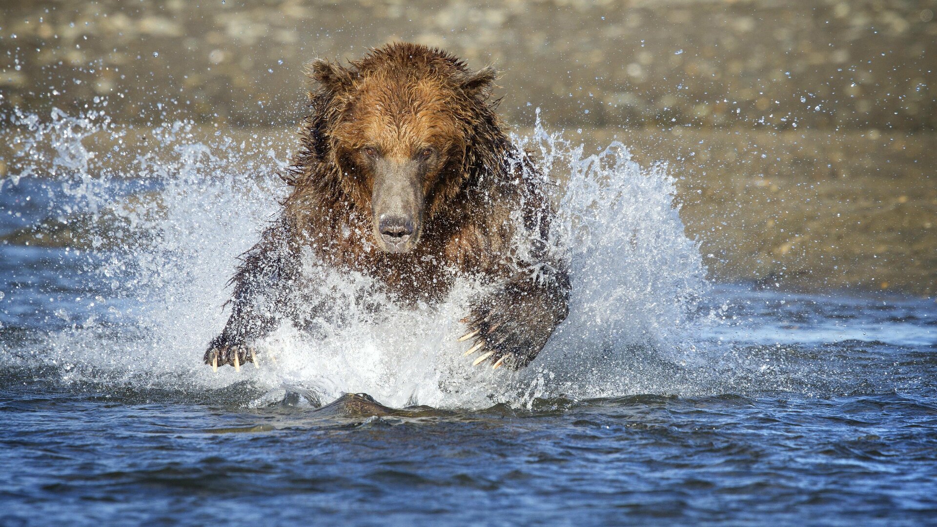 Predadores : Corrida contra o Tempo