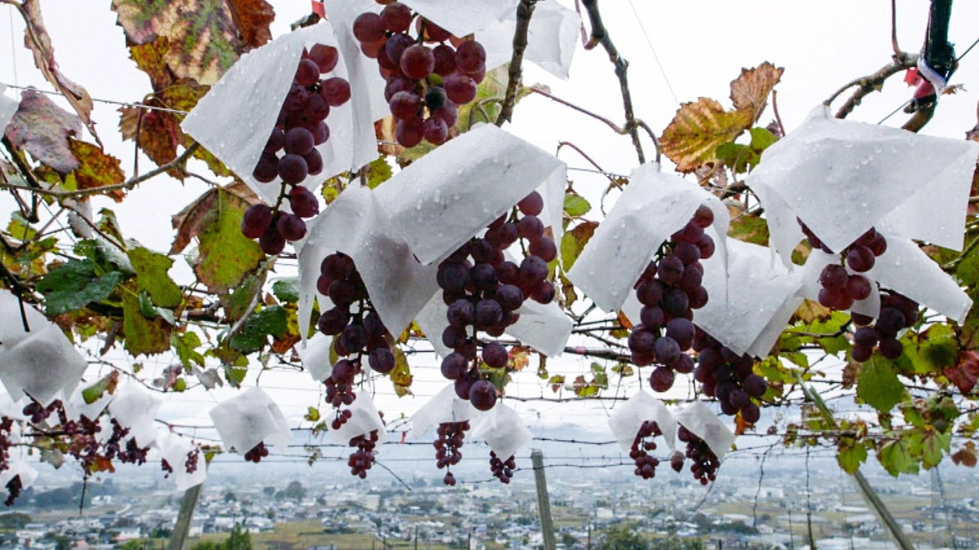 Vinícolas ao Redor do Mundo : Japão
