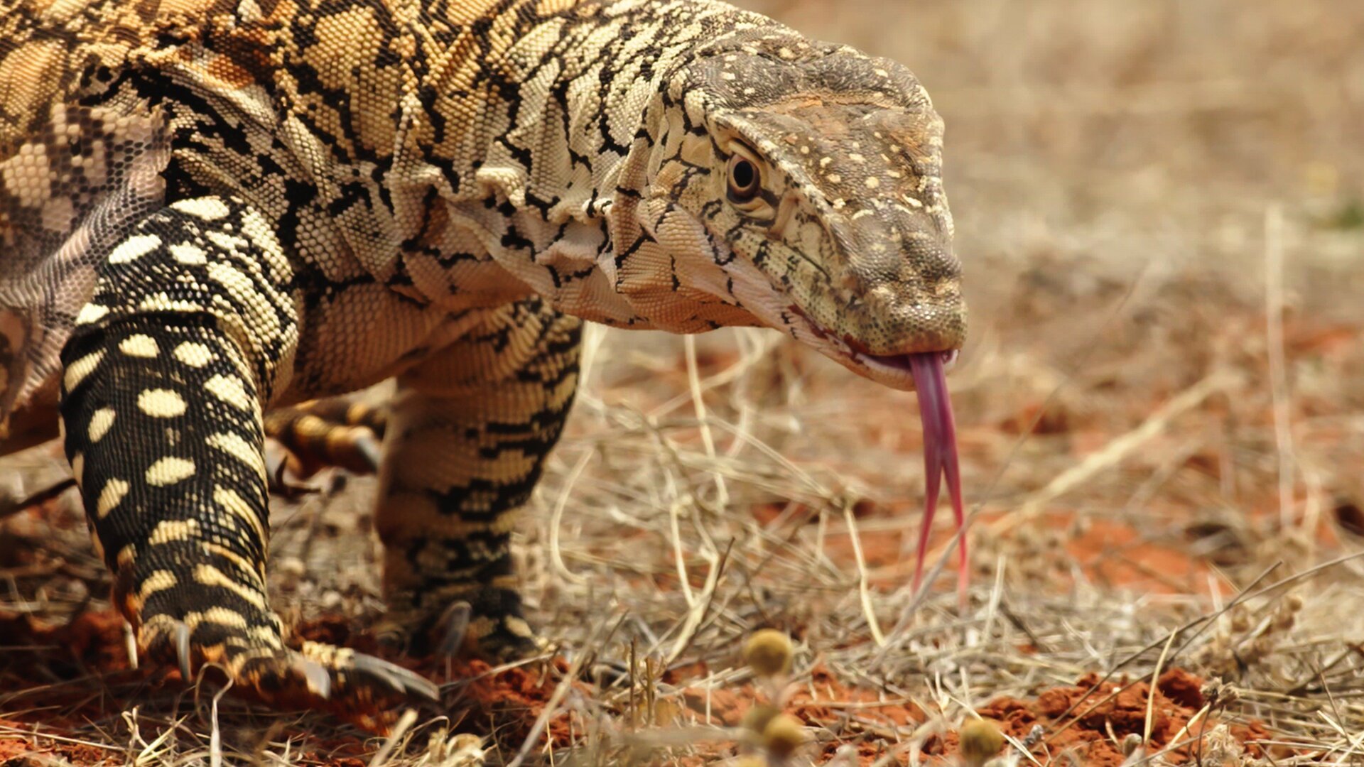 Nova Zelândia Selvagem : Sobreviventes Extremos