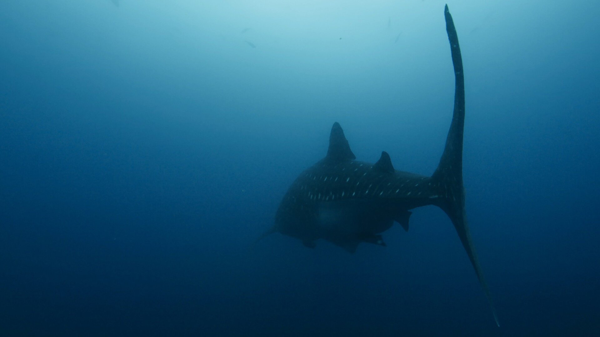 Planeta Azul II : Imensidão Azul