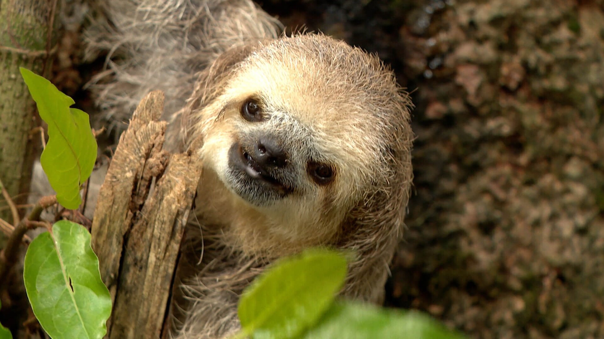 Nossos Biomas : Mata Atlântica